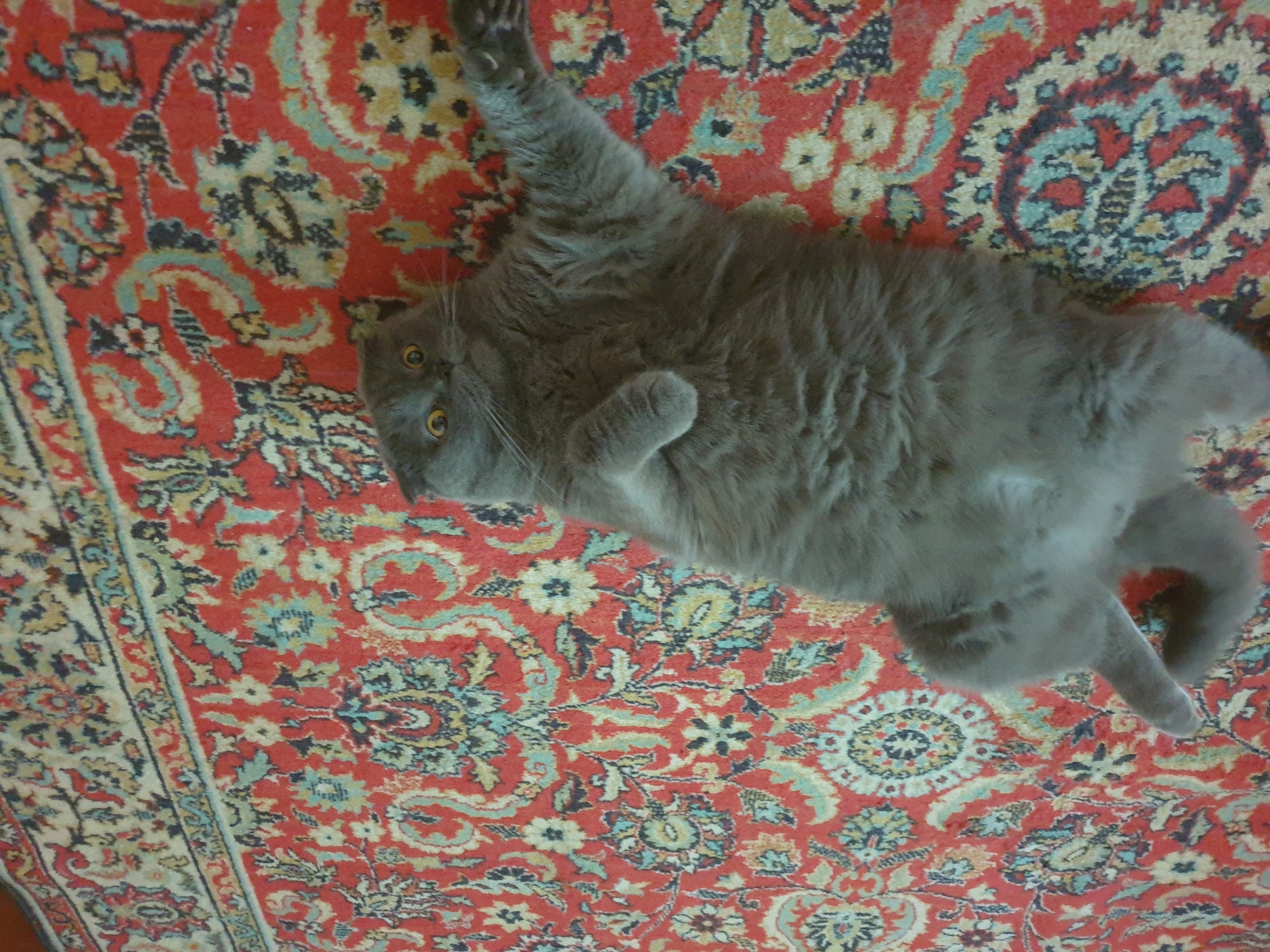 A gray cat is lying on its back on a red Persian rug. The rug has a complex pattern of blue, green, and yellow floral motifs. The cat is looking up at the camera with wide, yellow eyes. Its paws are extended in the air. The scene appears to be indoors. The location is not specified within the image itself.