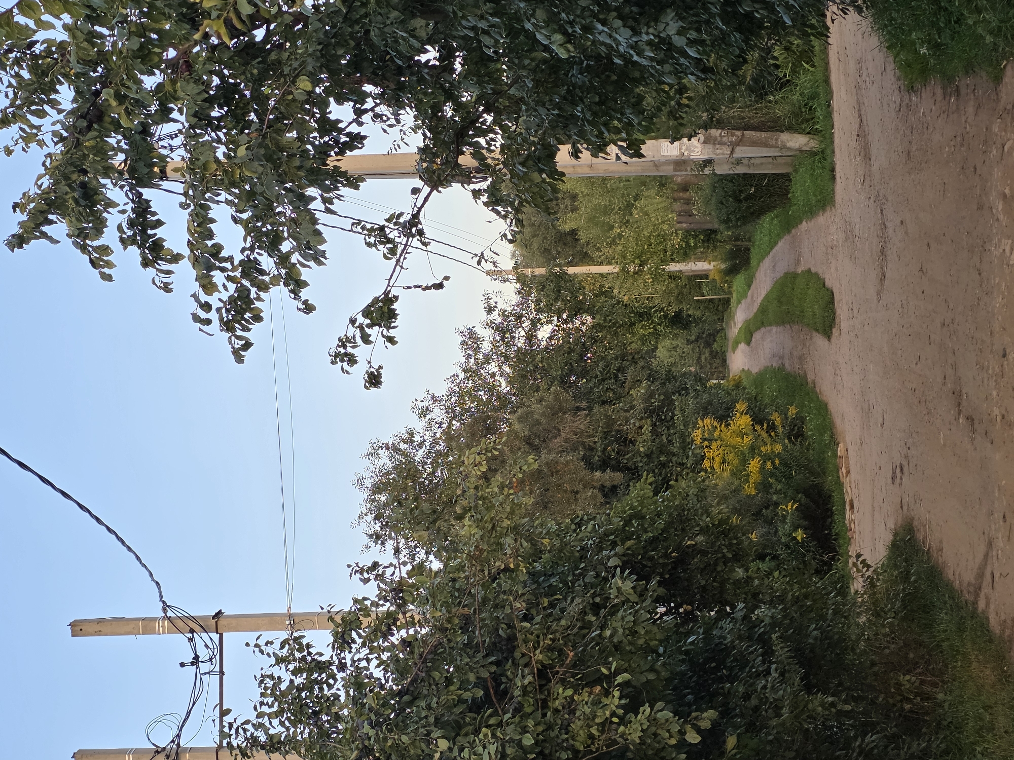 An unpaved dirt road curves through a wooded area under a clear sky. The road is flanked by dense green foliage on both sides, with some yellow wildflowers visible on the left. Several utility poles with electrical wires run along the sides of the road. The scene appears to be in a rural or semi-rural setting, consistent with a location like Росток-1 Снт, Russia. There are no people or animals visible in the image. The overall atmosphere is peaceful and natural.