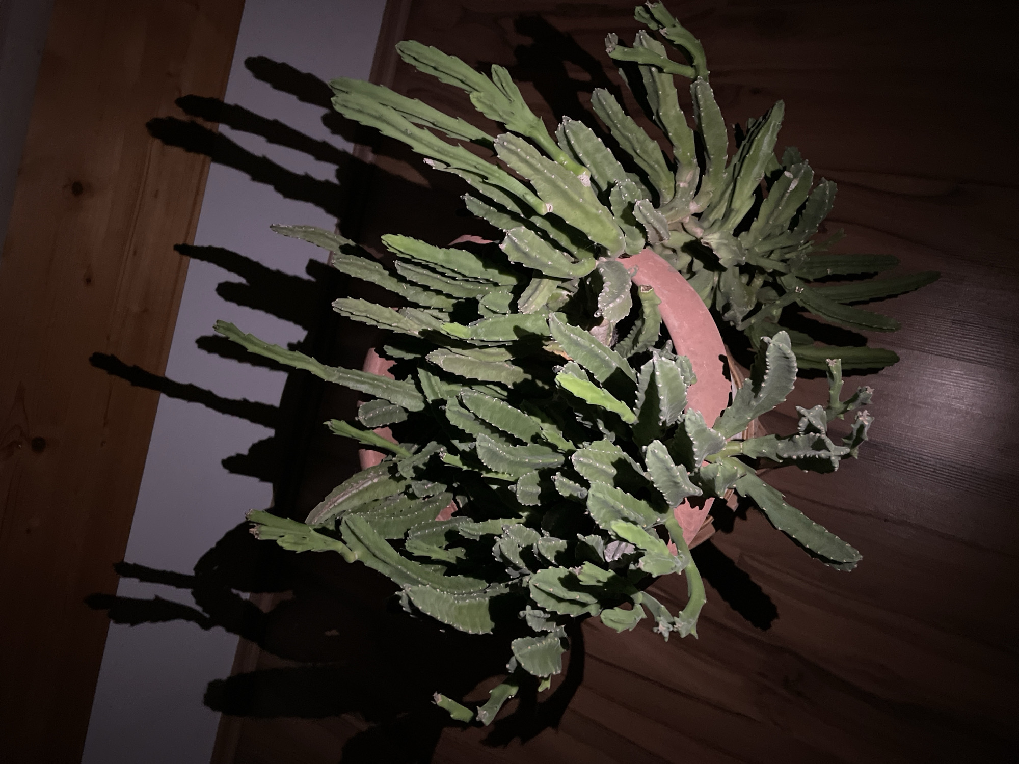 An overhead shot captures a potted succulent plant situated on a wooden surface. The plant, with its numerous fleshy, segmented stems, casts long, distorted shadows against a light-colored wall. The room appears to be an indoor space, possibly a home in Hennef, Germany, given the presence of wooden beams in the background and the wooden floor. The lighting is dim, with a strong light source from above casting dramatic shadows. There are no people visible in the image.