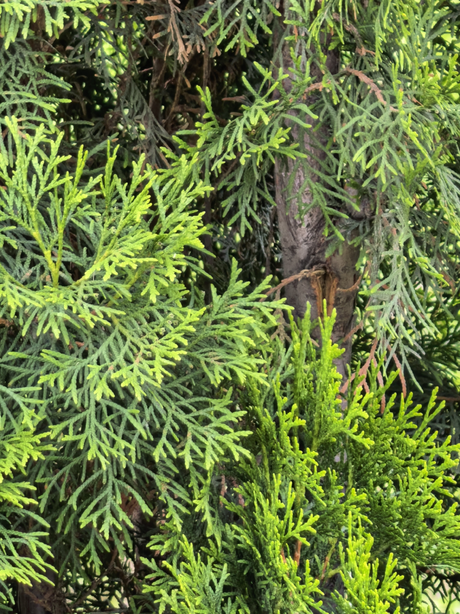 The image displays a detailed close-up of dense evergreen foliage, characteristic of a conifer such as an Arborvitae (Thuja), set within the city of Sterlitamak, Russia. The primary subject is the vibrant green foliage, which exhibits varying shades; lighter, almost chartreuse green indicates new growth or areas receiving more direct light, while deeper, darker greens are present in older foliage and shadowed sections. The leaves are small, scale-like, and arranged in flattened, intricate sprays, giving the plant a finely textured, feathery appearance. Portions of the plant's internal structure are visible, including dark brown and grey tree bark on branches and what appears to be a central trunk or larger stem, partially obscured by the surrounding greenery. Some dried or older foliage with a reddish-brown hue is also interspersed among the vibrant green. The scene is static, with no visible human figures, animals, or man-made objects other than the plant itself. The lighting is even, suggesting natural daylight.