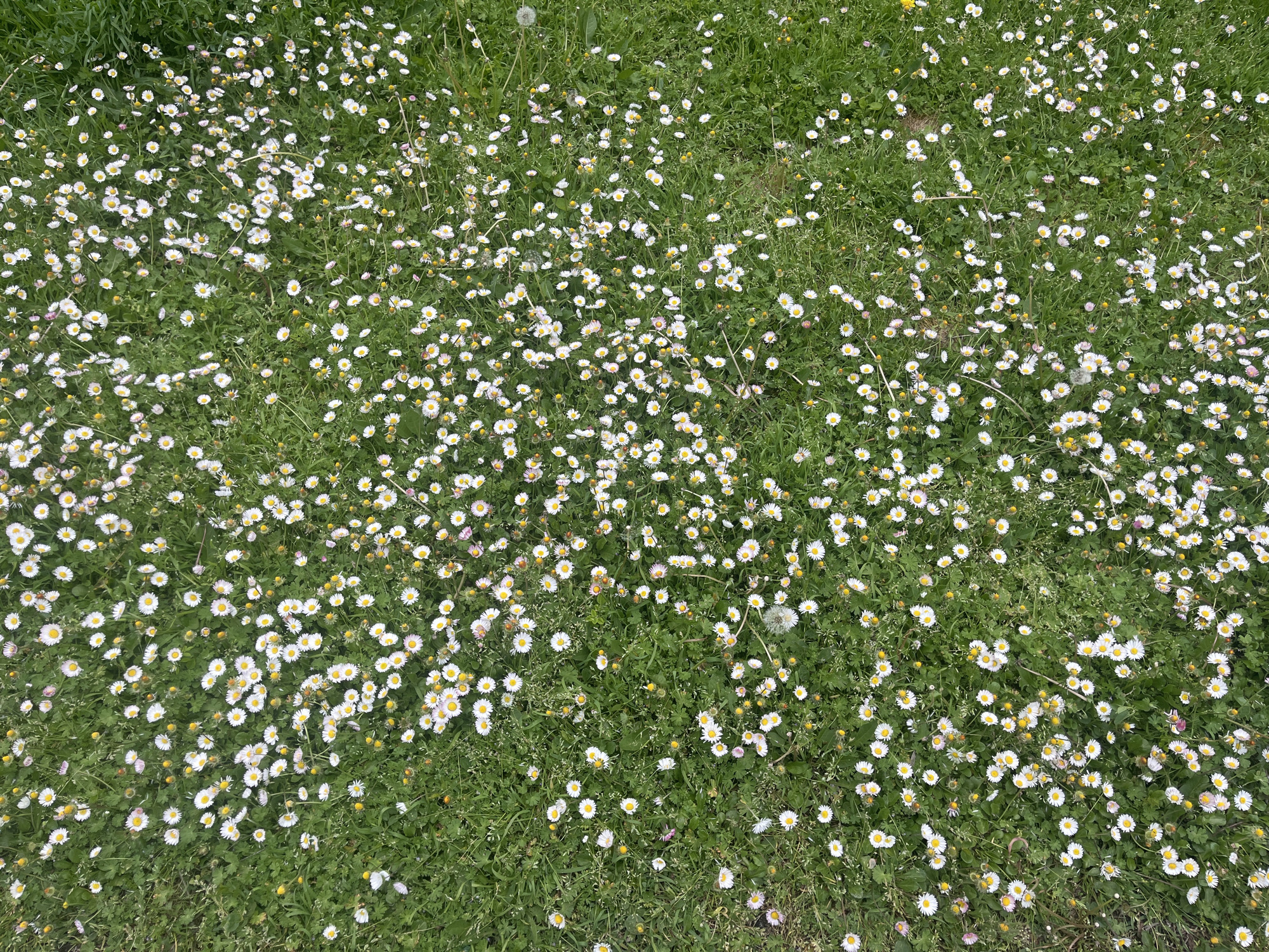 The image shows a field of daisies in Plovdiv, Bulgaria. The ground is covered in green grass and a dense spread of small, white daisies with yellow centers. There are also some dandelion seed heads scattered throughout the grass.