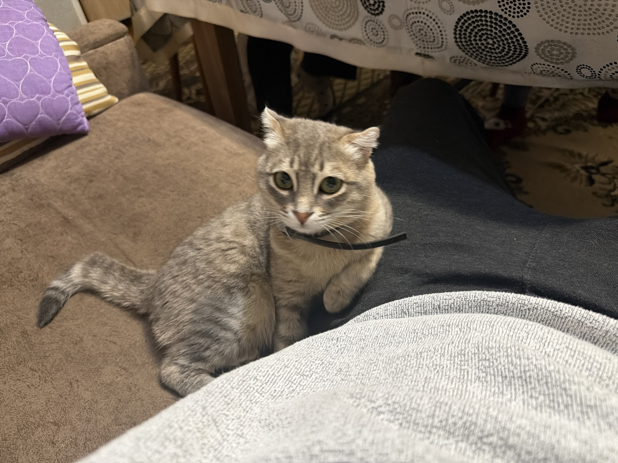 A gray tabby cat wearing a black collar sits on a brown couch next to a person wearing black pants and a gray sweatshirt. The location may be Novxanı, Azerbaijan. A pillow with purple hearts on it sits on the couch near the cat. A table covered with a white patterned tablecloth is partially visible in the background.