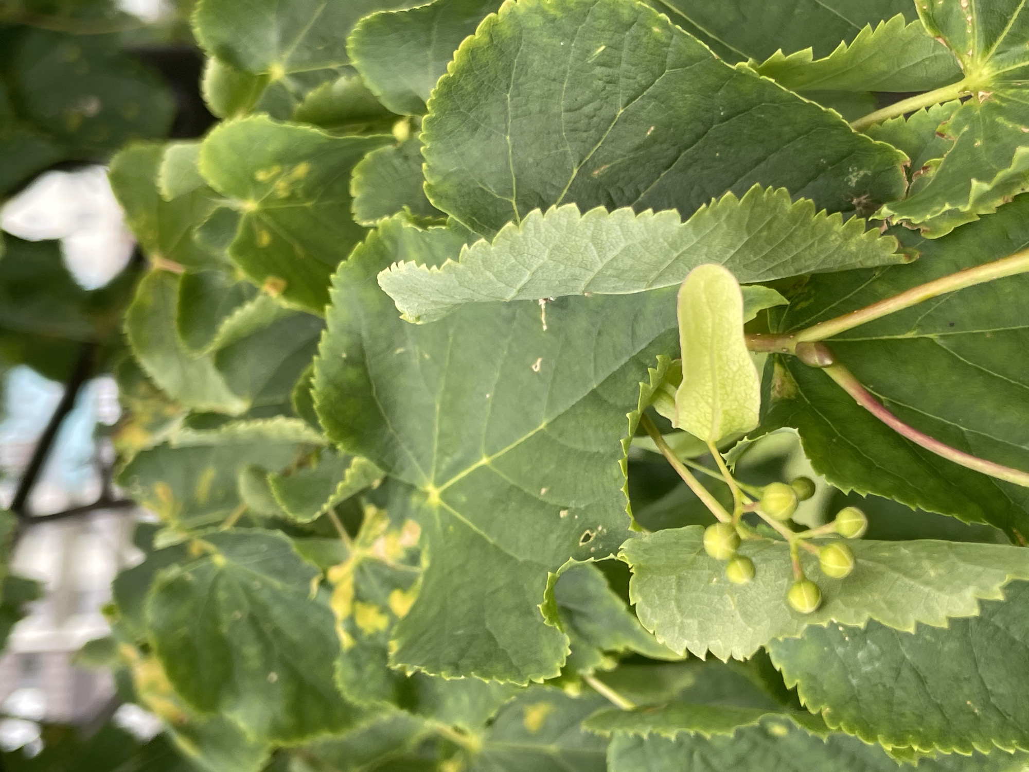 The image is a close-up shot of green leaves and developing seed pods on a tree. The leaves are broad and heart-shaped with serrated edges, and some show slight yellowing. Several clusters of small, round, greenish seed pods are visible. The background is softly blurred, suggesting a shallow depth of field, with hints of other foliage and what appears to be a building or structure in the distance. The lighting indicates it is daytime. The location is identified as Saint Petersburg, Russia. There are no people or discernible actions in the image.