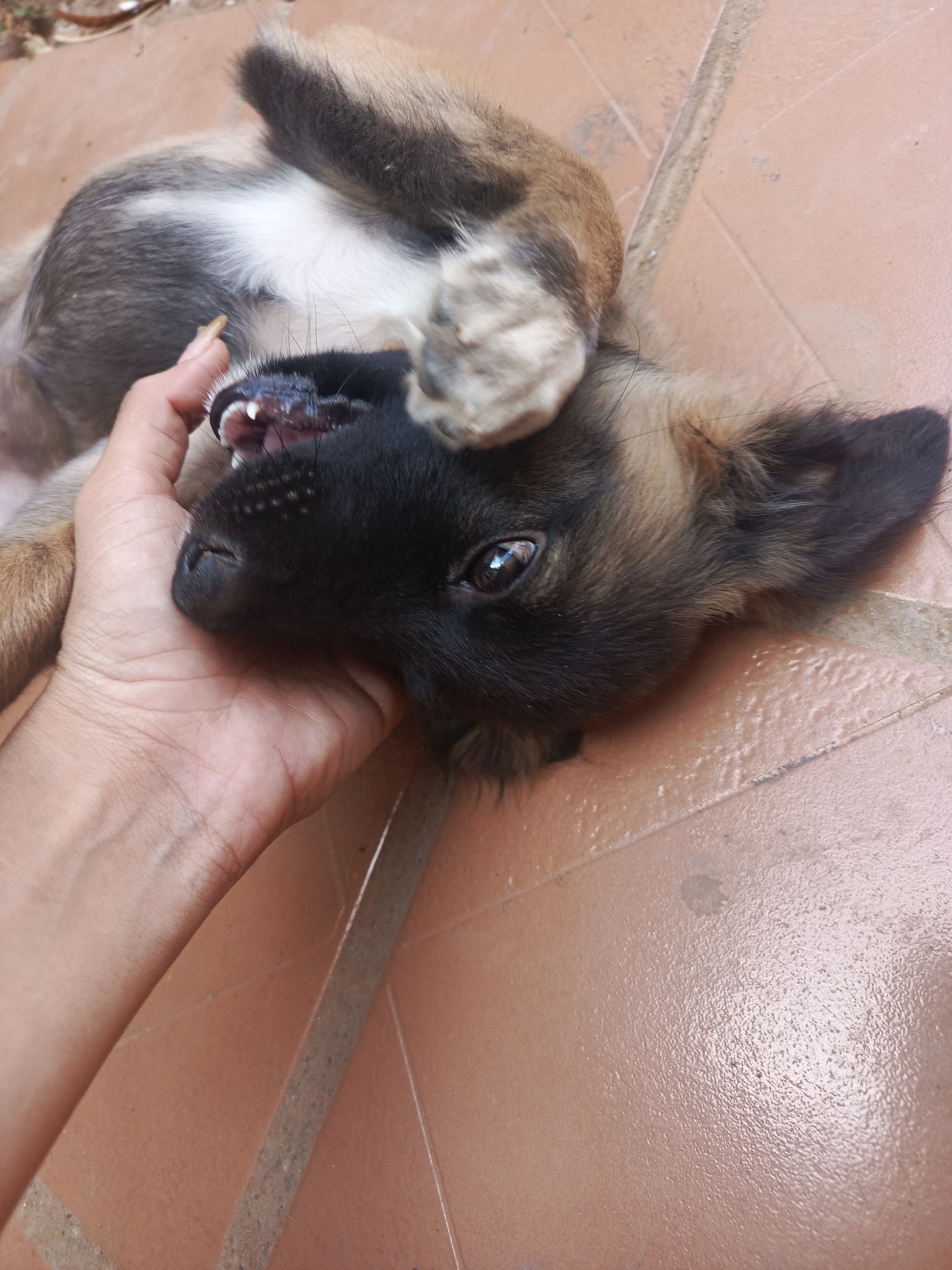A tan and black puppy lies on its back on a terracotta tiled surface. A human hand rests on the puppy's face, fingers extended. The puppy has its mouth slightly open, revealing its teeth. The location is Juan Griego, Venezuela, based on prior context.