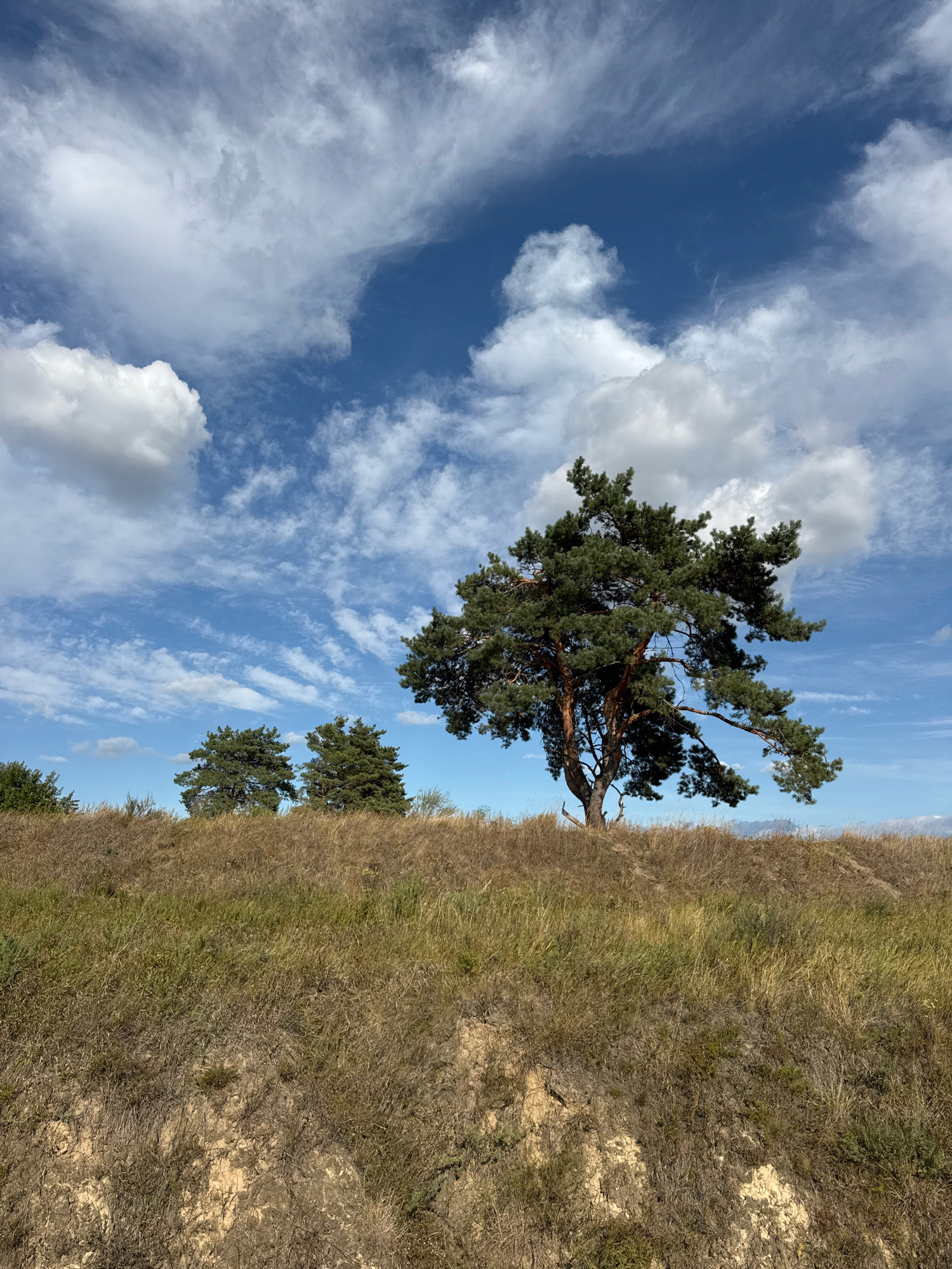 The image depicts a natural landscape under a bright blue sky with scattered white clouds. In the foreground, dry, golden grass covers a sloping terrain. A prominent, mature pine tree with dark green needles stands to the right of center on the crest of the slope, its branches reaching outwards. To the left of this main tree, three smaller pine trees are visible, also on the ridge. The background shows a clear horizon line with hints of distant land. The scene is devoid of any human presence or activity. The overall impression is one of a serene, undeveloped natural environment. The image is tagged as being in Kopachiv, Ukraine.