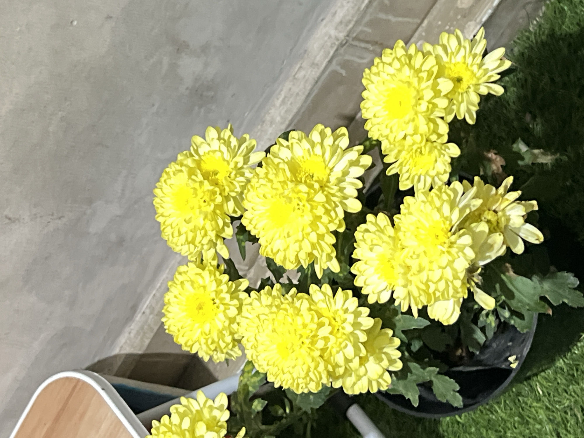 A potted plant with multiple bright yellow chrysanthemum flowers is displayed outdoors. The plant is in a black pot, situated on a surface that appears to be artificial grass. In the background, a textured, light gray wall with some subtle variations in tone is visible, and to the left, a portion of a light-colored, rounded object with a wooden surface is present. The scene is likely in Denpasar, Indonesia, suggesting a warm climate suitable for outdoor plants.