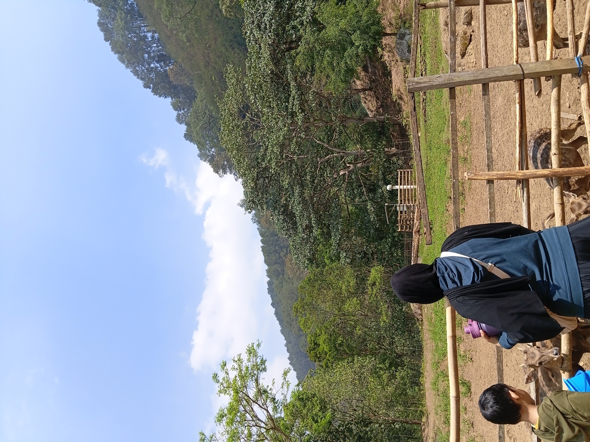 The image depicts an outdoor scene with a fence enclosure in the foreground, likely at a deer sanctuary or a similar animal attraction in Ciburial, Indonesia. A woman wearing a black hijab and a blue hoodie stands facing a young deer within the enclosure. She is holding a purple water bottle. To her left, a young boy in a green hoodie also observes the deer. The enclosure is made of rough wooden posts and horizontal planks, with a dirt ground. Several other deer are visible within the enclosure. In the background, a lush green forest covers a hillside under a clear blue sky with scattered white clouds. The overall impression is of a family interacting with animals in a natural, hilly environment.