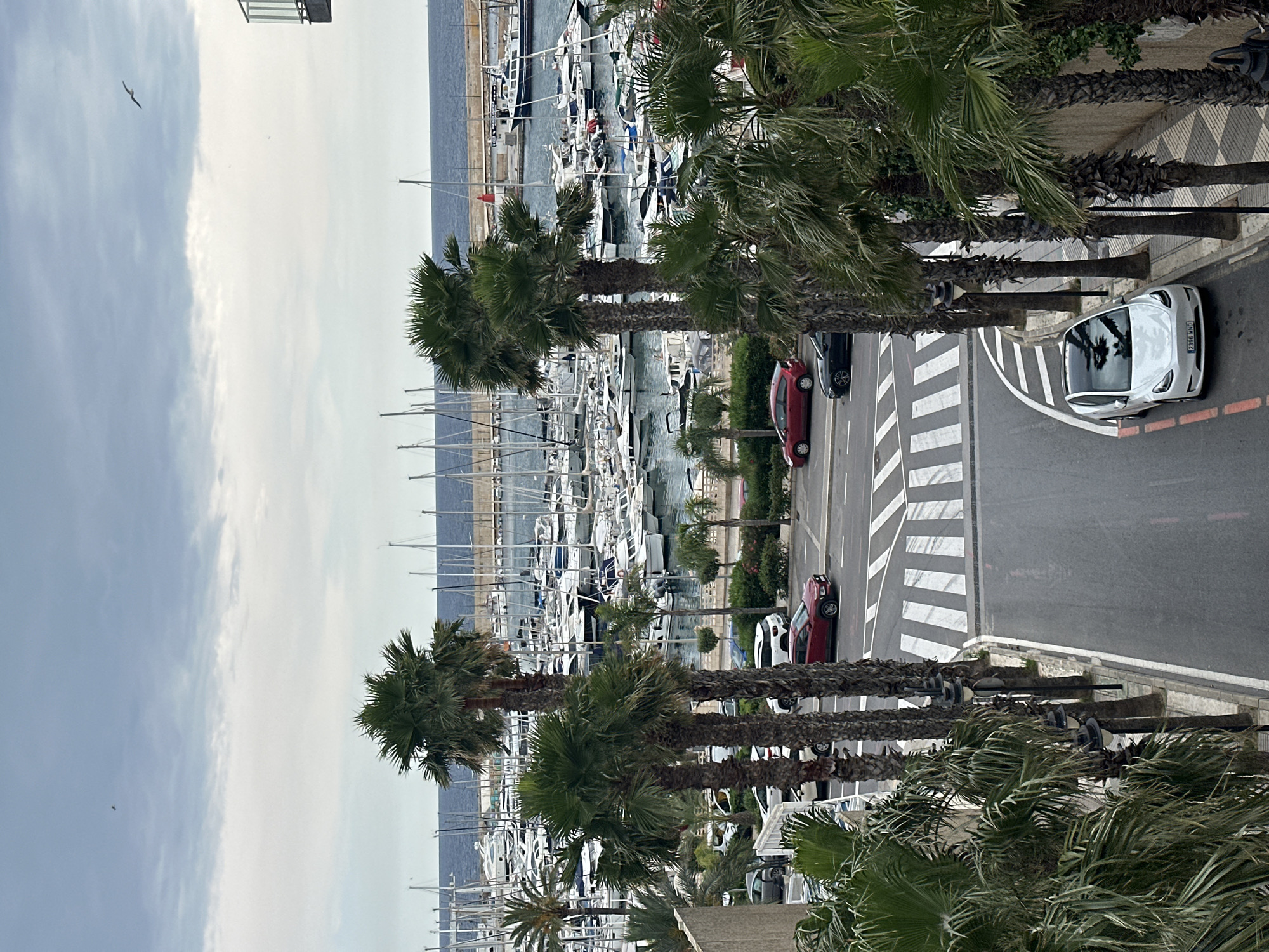 The image shows an elevated view of a coastal scene in San Gabriel, Spain. The foreground is dominated by palm trees, which line a road with a crosswalk. Cars are parked or driving on the road, including a white car parked on the right side. Beyond the road, a harbor is filled with numerous boats. The sky is overcast. A seagull is visible in the sky. The architecture suggests a Mediterranean setting.