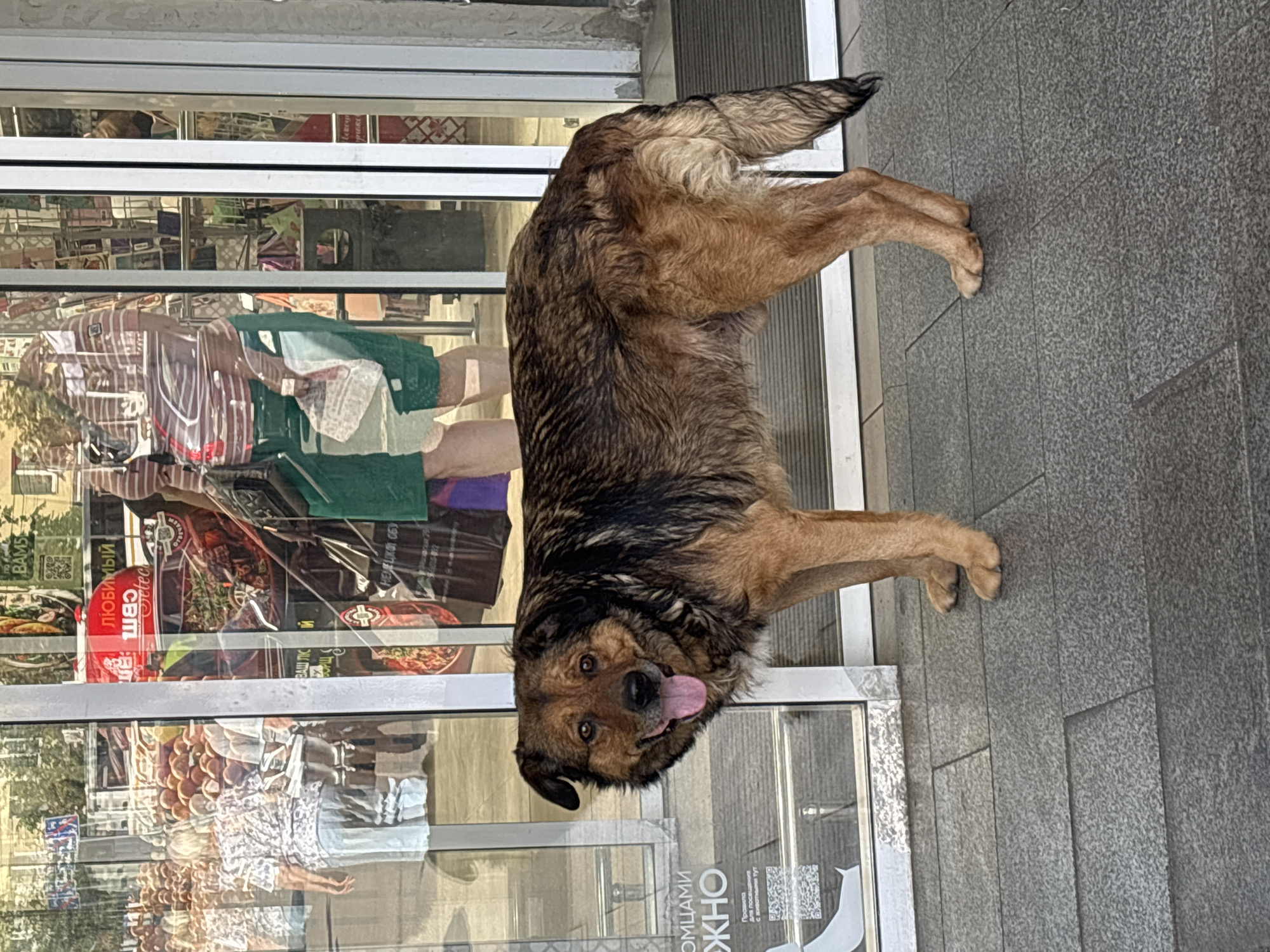 A medium-sized, mixed-breed dog with brown and black fur stands on a gray tiled sidewalk in front of a glass-paneled storefront. The dog is facing the viewer with its mouth open and tongue hanging out. Its tail is wagging. The storefront appears to be an entrance to a store or market, with reflections of people and merchandise visible in the glass. The dog is positioned slightly to the left of the frame, with its body angled towards the right. The background shows a blurred reflection of what appears to be an indoor market or grocery store, with displays of fruits and other items. The lighting suggests it is daytime. The text on the glass indicates the location is in Zvenigorod, Russia.