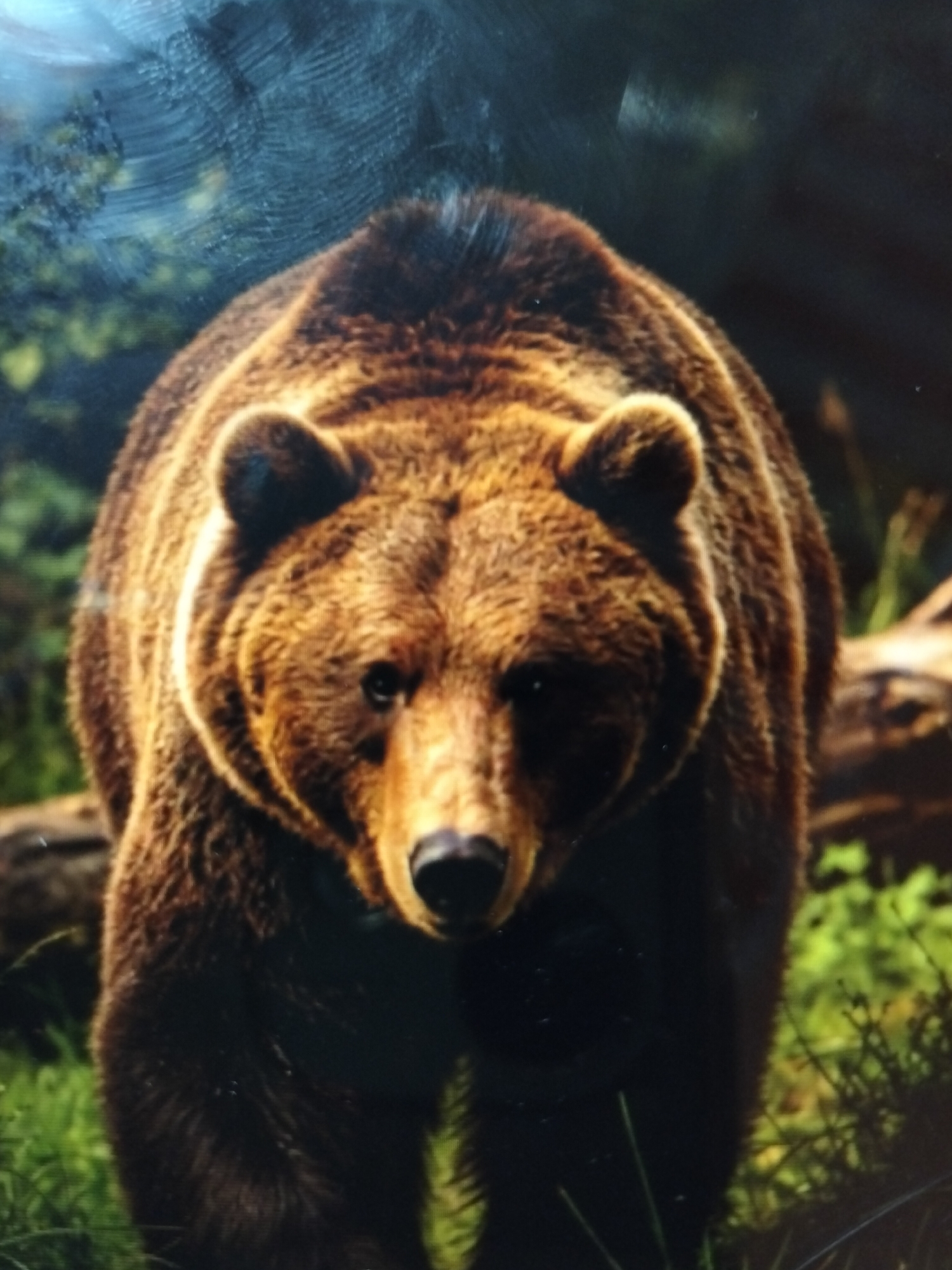 A medium shot photograph captures a brown bear standing in a grassy, wooded area. The bear is facing the camera, its head and upper body filling most of the frame. Its fur is a rich brown with lighter highlights around its face and ears. The bear's eyes are dark and appear to be looking directly at the viewer. Its snout is prominent, with a dark nose. The background consists of lush green foliage and blurred trees, suggesting a natural habitat. There is a fallen log partially visible behind the bear. The lighting is somewhat diffused, casting soft shadows on the bear's fur. The photograph is taken from a low angle, emphasizing the bear's imposing presence. The image does not depict any elements related to the city of Payagaboh, Indonesia.