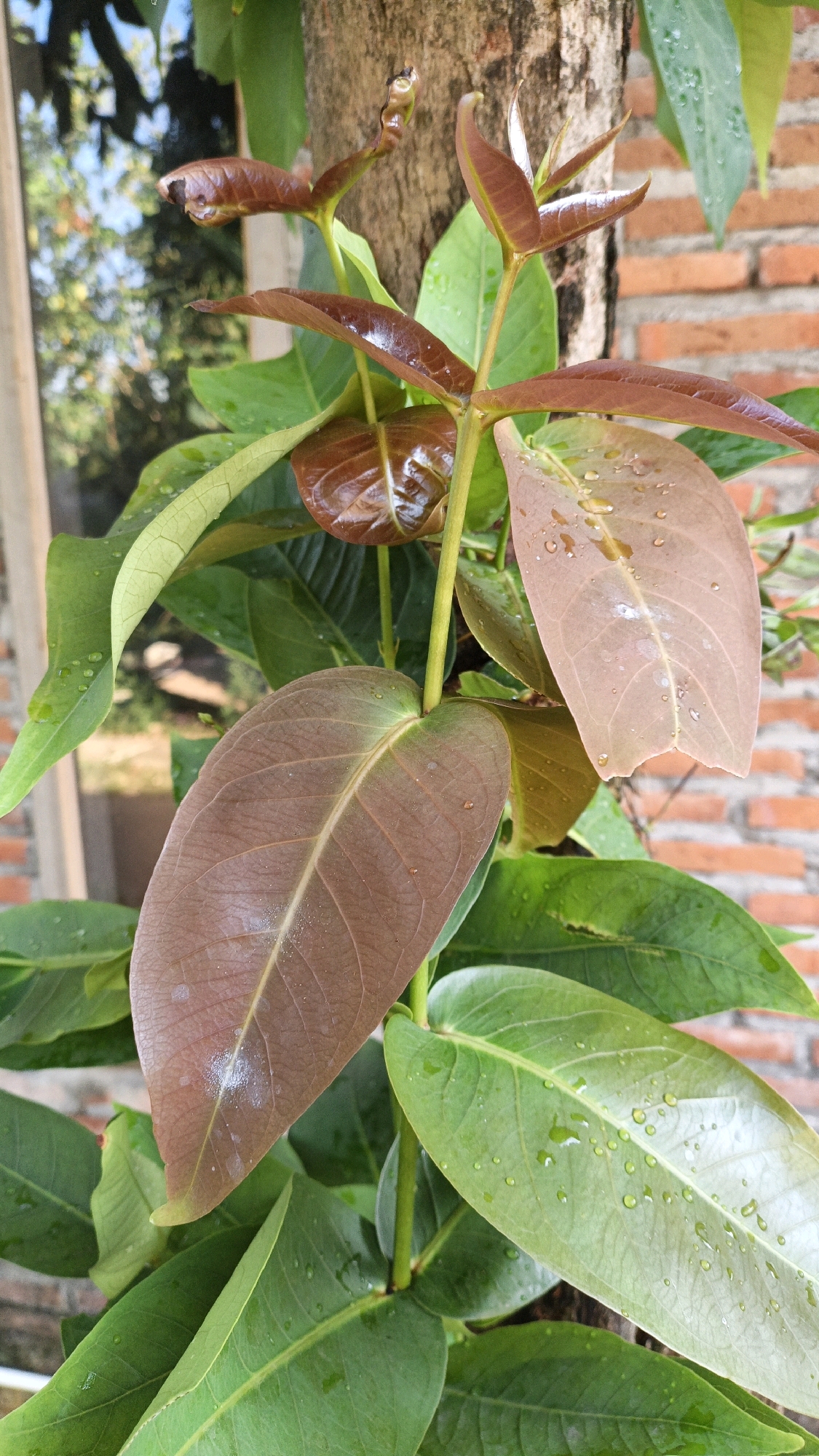 The image depicts a close-up view of a plant with reddish-brown and green leaves, some of which are speckled with water droplets. The plant appears to be growing against a tree trunk, with a brick wall visible in the background. A window frame and blurred foliage are also present, suggesting an outdoor or semi-outdoor setting. The lighting indicates it is daytime. The image was taken in Cikal, Indonesia. There are no people or animals visible in the scene, and no specific actions or interactions are taking place. The focus is on the botanical details of the plant.