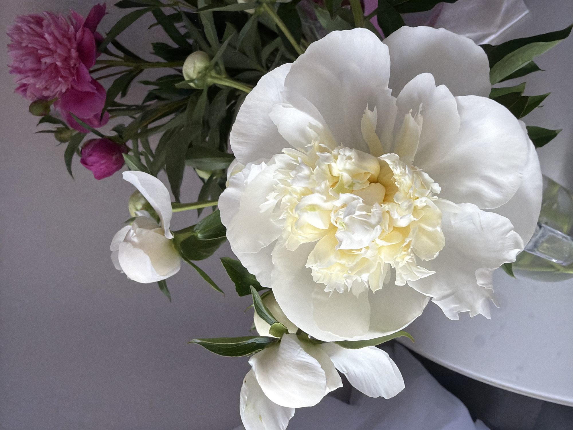 A bouquet of peonies, including large white and smaller pink blooms, is displayed in a glass vase on a light-colored surface. The background is a plain, textured gray wall. The image was captured in Chaikovsky, Russia.