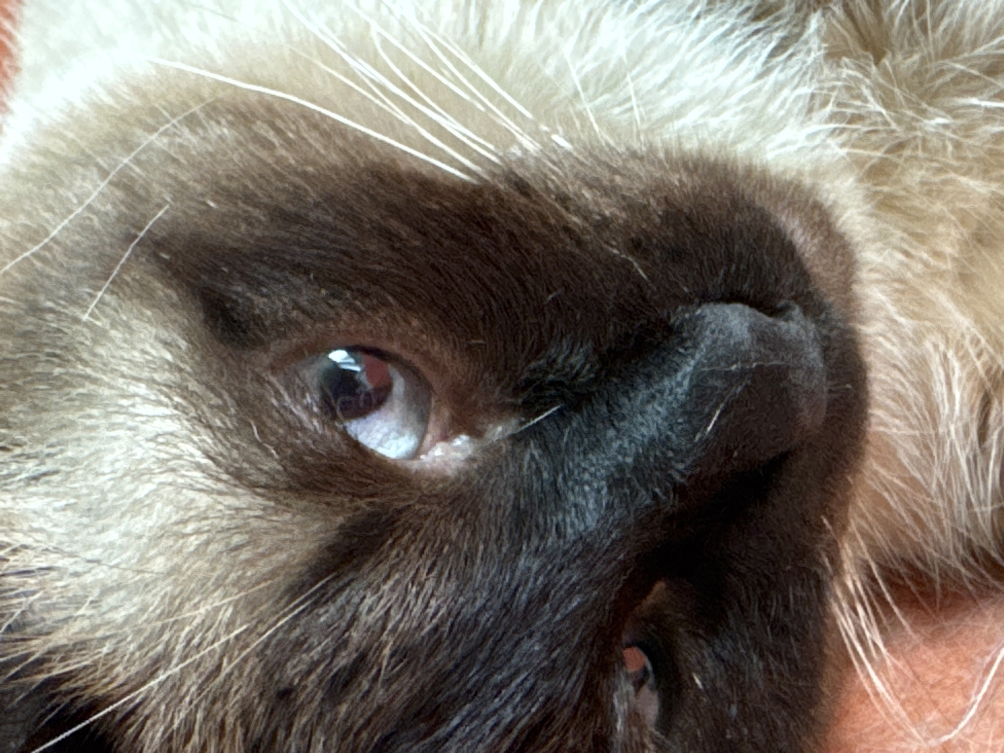 A close-up, slightly out-of-focus image depicts the face of a Siamese cat, with the camera positioned at a low angle, giving an upward perspective. The cat's face is dominated by its dark brown fur around the eyes, nose, and mouth, contrasting with the lighter, creamy white fur on its head and neck. One eye is visible and open, reflecting light, while the other is partially obscured. Several white whiskers extend from the snout. The background is indistinct, suggesting the image is tightly cropped. The image does not contain any information suggesting it was taken in the city of Steklyannyi, Russia.
