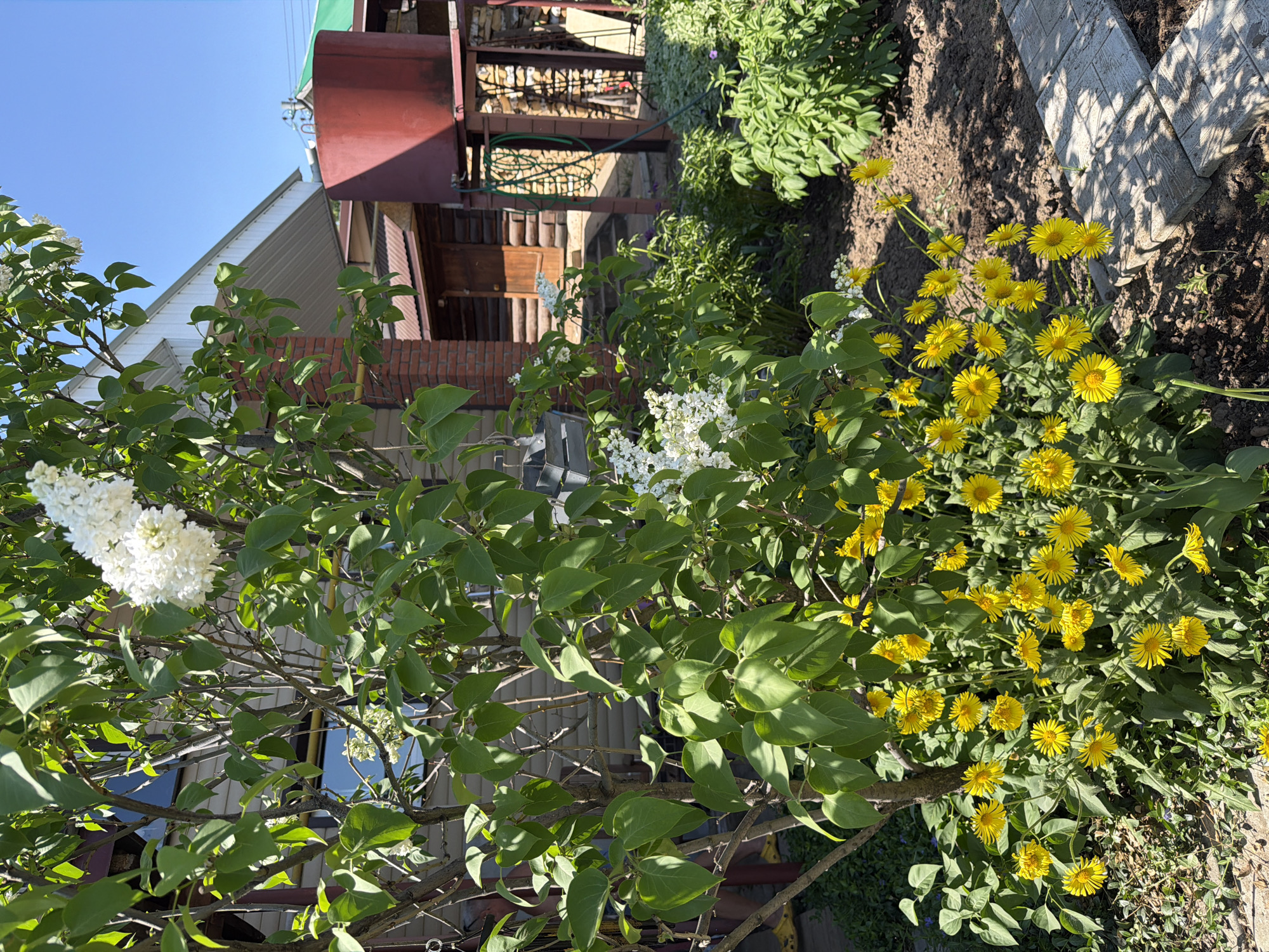 The image shows a garden scene in what could be the city of Chaikovsky, Russia, based on its geographical location. The foreground features a lilac bush with white blossoms and a patch of yellow daisy-like flowers. In the background, a wooden structure with a red metal chimney is partially visible, along with a stack of firewood. A stone walkway is present on the right side of the frame. The sky is clear blue.