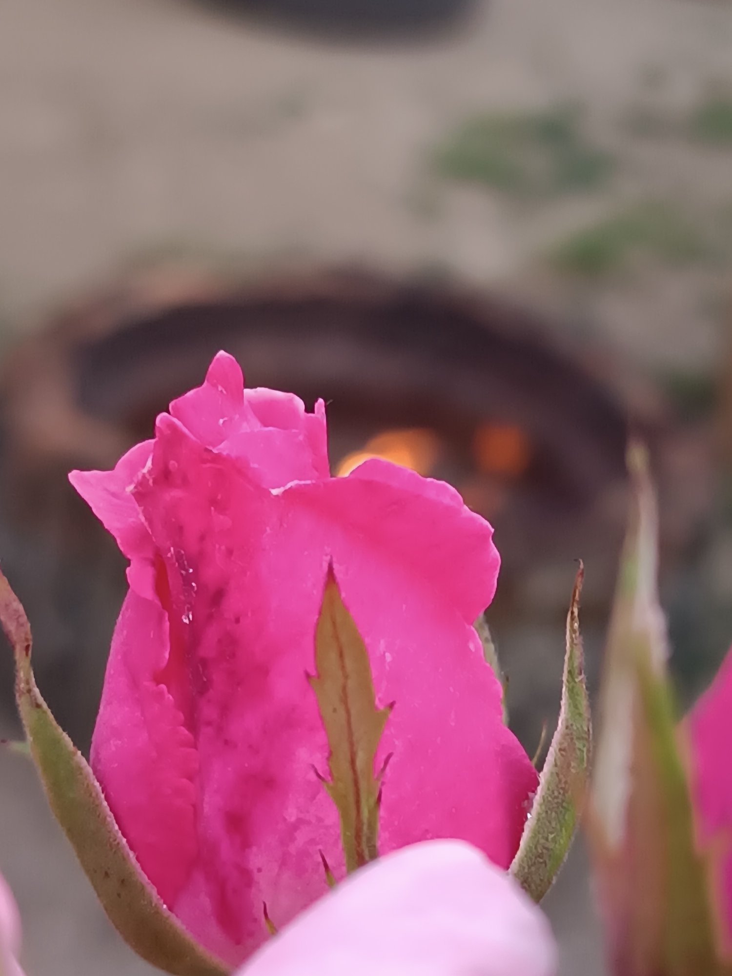 A close-up shot showcases a bright pink rose bud, almost fully formed, with its protective green sepals still partially surrounding the petals. The background is blurred, but an oven can be identified with a flame inside. The location is Viadana, Italy.
