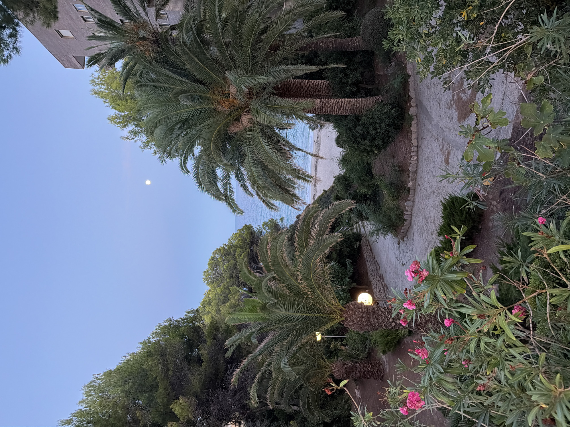The image depicts a serene twilight scene at a coastal location in Mont-roig del Camp, Spain. In the foreground, lush green foliage and vibrant pink flowers frame the view. A paved pathway winds through the garden, illuminated by two globe-shaped lights. Majestic palm trees dominate the mid-ground, their fronds casting soft shadows. Beyond the garden, a sandy beach meets the calm, blue sea, with the gentle waves lapping the shore. In the distance, a modern building stands tall, its architecture suggesting a resort or residential complex. The sky, a soft gradient of pale blue and twilight hues, is graced by a faint moon. The overall atmosphere is tranquil and inviting, a perfect depiction of a peaceful evening by the Mediterranean.