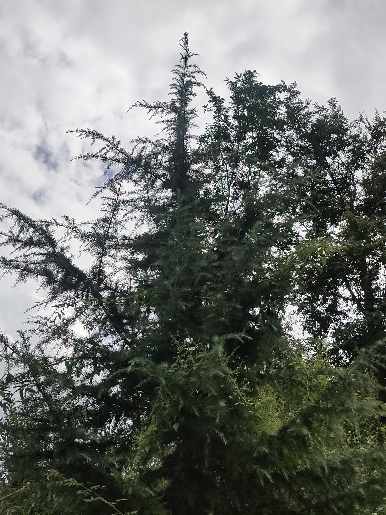 A low-angle shot captures the dense foliage of trees against a cloudy sky. In the foreground, a tall, slender coniferous tree dominates the left and center of the frame, its branches laden with needle-like leaves reaching upwards and outwards. To the right, the canopy of other leafy trees forms a darker, more solid mass. The sky is overcast with a mix of grey clouds and patches of lighter sky, suggesting a potentially hazy or diffused light. The image is taken from ground level looking up, emphasizing the height and fullness of the trees. There are no visible people or structures. The scene is a natural outdoor environment, likely a park or a wooded area.