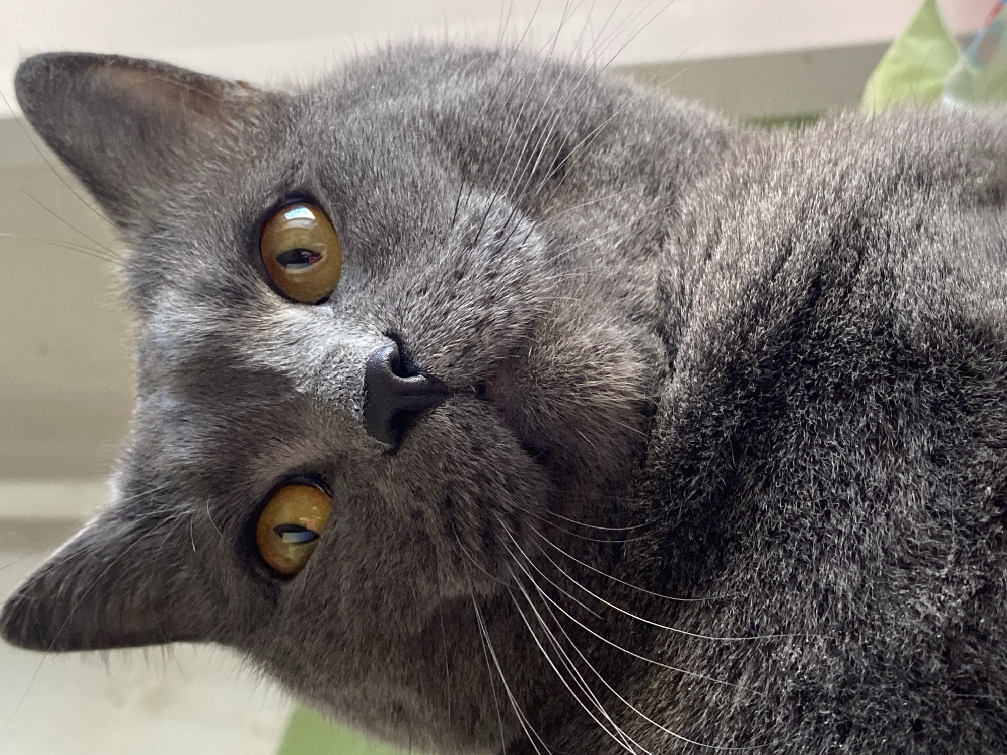 A close-up, horizontally oriented shot features the head of a grey cat, looking directly at the viewer with an attentive and curious expression. The cat's head is tilted significantly, presenting its left ear higher than its right. Its fur is dense, short, and uniformly grey, with a soft, plush appearance evident from the detailed texture.
The most prominent features are the cat's large, round eyes, which are a striking amber or golden-yellow hue. Both eyes display clear, narrow vertical pupils, indicative of a bright environment, and show distinct reflections of an unseen light source, likely a window. Its small, dark grey nose and numerous long, white whiskers extending from its muzzle are sharply defined. The background is softly blurred, primarily in light tones, with a faint green object partially visible on the lower right side, suggesting an indoor setting with ample natural light during the daytime. There is no visible text in the image.