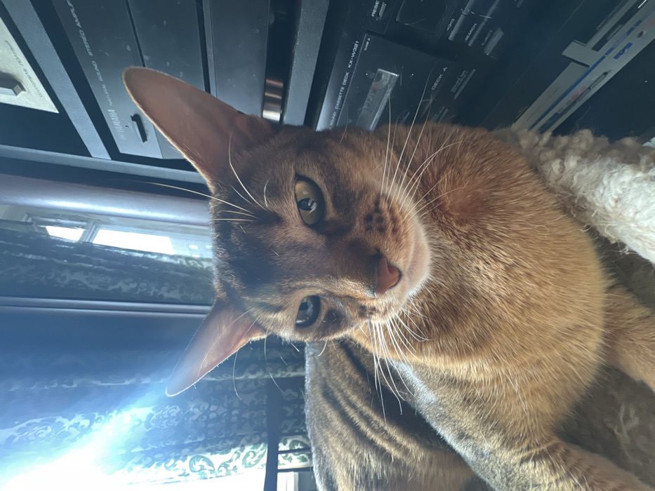 A domestic cat, appearing to be an Abyssinian due to its ticked, reddish-brown fur, prominent ears, and lean build, is resting indoors in Podolsk, Russia. The cat occupies the central and lower-left portion of the frame, facing slightly left of the viewer with a direct gaze. Its eyes appear partially closed or narrowed. White whiskers are visible extending from its muzzle. The animal is positioned on a light-colored, textured surface, possibly a blanket or carpet.
To the left, a window provides bright natural light, creating a strong lens flare in the upper-left quadrant. Dark curtains with a light patterned design are drawn across the window frame. To the right and behind the cat, a stack of black audio equipment is visible. The uppermost identifiable component is a "YAMAHA NATURAL SOUND STEREO AMPLIFIER". Below it is a "SOUND CASSETTE DECK KX-W321" with labels for "DECK A" and "DECK B" and various control buttons. Above the Yamaha amplifier, another audio component is partially visible, displaying Cyrillic script that translates to "УСИЛИТЕЛЬ ПОЛНЫЙ" (Full Amplifier) or similar. The scene is illuminated by daylight, casting a warm glow on the cat's fur and creating areas of bright highlights and moderate shadows.