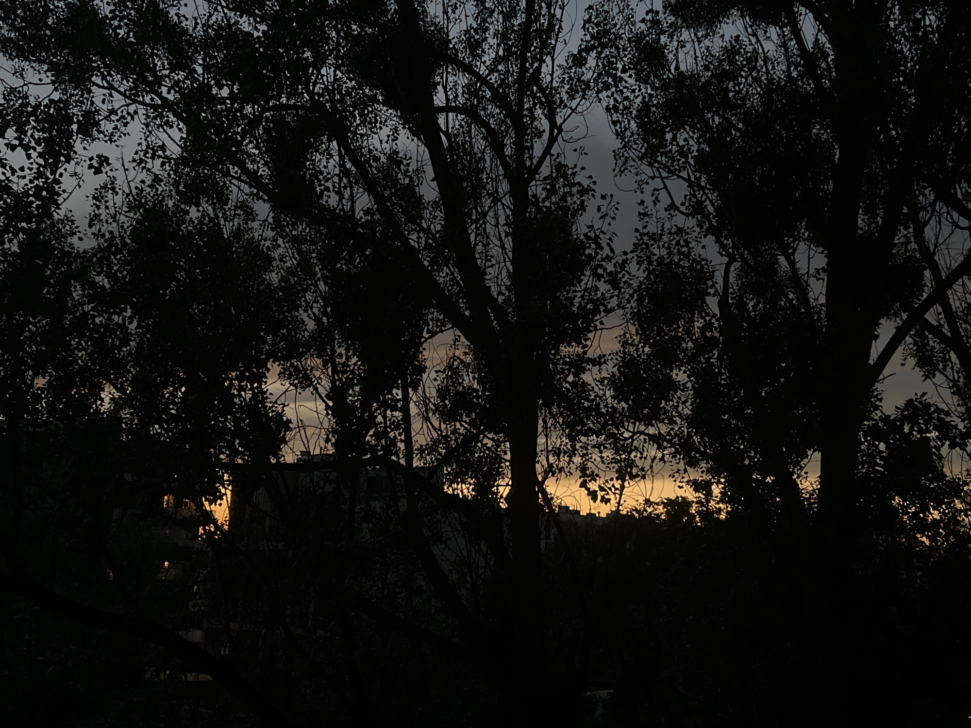 The image depicts a dark, silhouetted view of trees against a dusky sky. The sky is a gradient of muted grays and blues, with a warm band of orange and yellow light near the horizon, indicating either sunrise or sunset. Through the branches, the outlines of buildings are faintly visible, suggesting an urban setting. The overall mood is somber and atmospheric, characteristic of twilight. The scene is consistent with an outdoor location in Warsaw, Poland, during dawn or dusk.