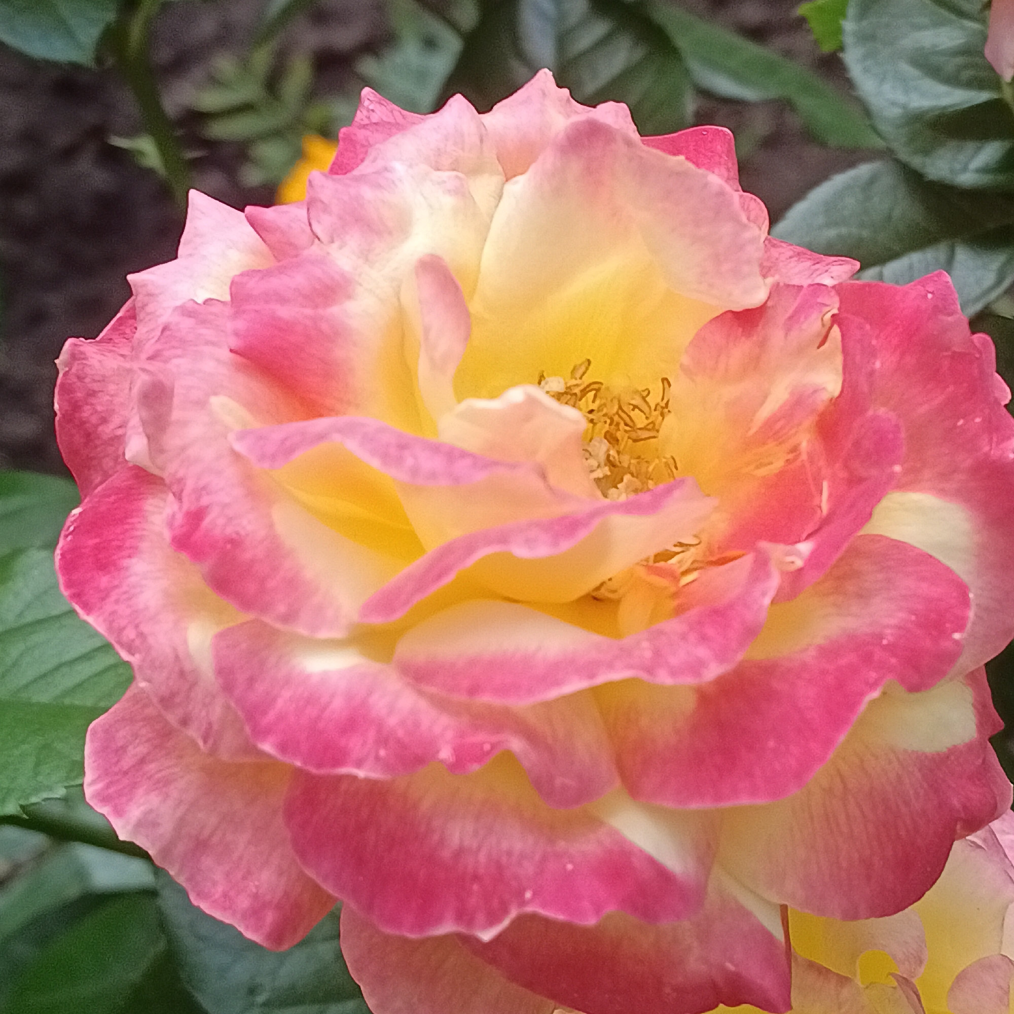 A close-up, eye-level, vertical shot captures a bi-colored rose in bloom. The rose's petals transition from a vibrant yellow at the center to pink at the edges, with hints of white. The flower is set against a blurred background of green foliage and dark shadows, suggesting an outdoor environment. There are no people or discernible actions in the image. The location in Samara, Russia, is not visually represented in the photograph.