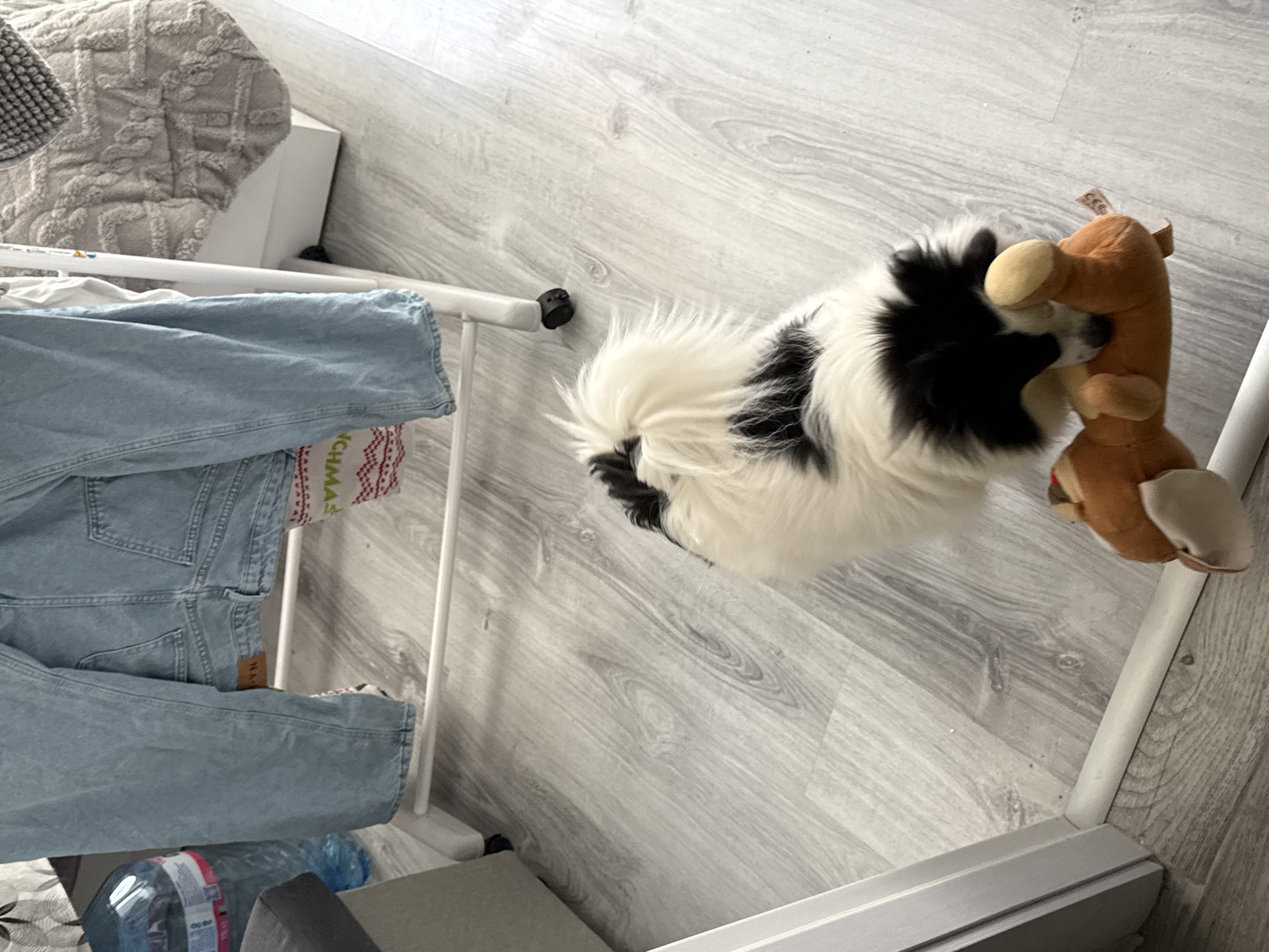 The image shows a black and white dog playing with a brown stuffed toy. The dog is on a gray laminate floor. Next to the dog is a white clothing rack with blue jeans hanging on it. There is also a partially visible water bottle and gray object underneath the clothing rack. The location is not specified, and there is no indication of it being in Stara Zagora, Bulgaria.