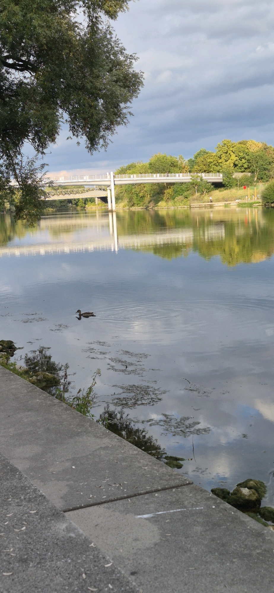The image depicts a serene waterscape with a bridge and a solitary duck. In the foreground, a concrete walkway runs along the edge of a body of water, reflecting the sky and surrounding trees. The water is calm, with a single duck swimming peacefully, leaving a small wake behind it. In the middle ground, a modern bridge with white railings spans the water, supported by pillars. The bridge is flanked by lush green trees, some displaying autumnal colors. The background features a cloudy sky with patches of blue. The scene is captured in the city of Ingolstadt, Germany, specifically along the Danube River, as suggested by the characteristic bridge and the natural environment typical of the region.