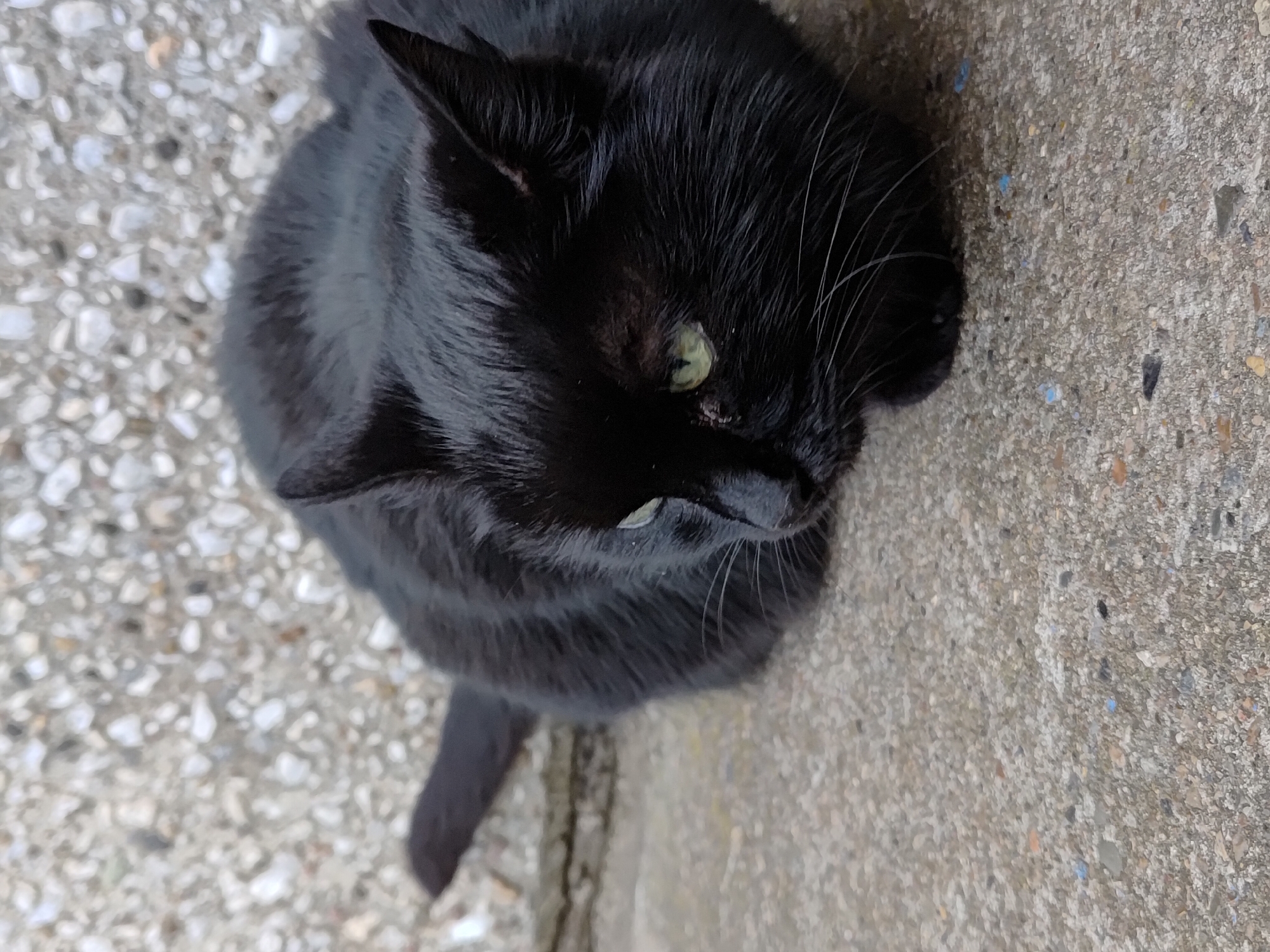 A black cat is sitting on the ground in an unknown location. The cat is viewed from above and is angled slightly to the right. The ground is composed of two distinct sections: one with small, light-colored pebbles or gravel and the other a smooth, gray surface. The cat's tail is visible on the pebbled section, while its body is primarily situated on the smooth gray surface. The background does not provide enough details to determine the location within Марковский, Russia.