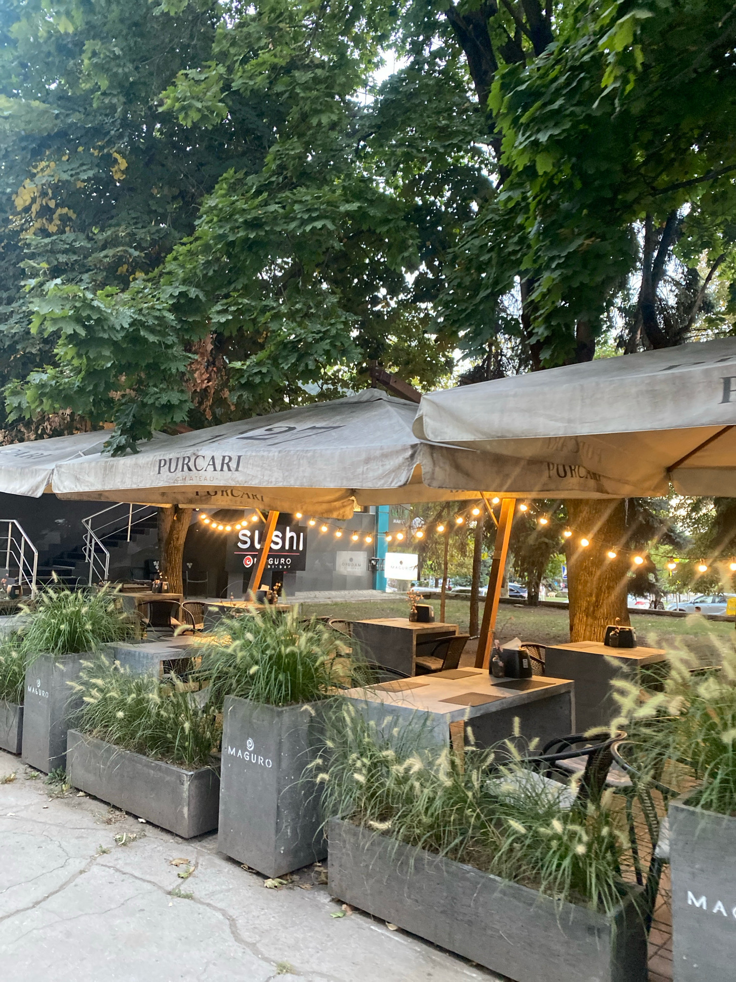 The image depicts an outdoor seating area of a restaurant or cafe, likely in Chișinău, Moldova. Large, beige umbrellas with the "PURCARI" logo provide shade over several tables and chairs. String lights are hung under the umbrellas, casting a warm glow. In the foreground, concrete planters filled with ornamental grass line the walkway. Behind the planters, tables with chairs are set up, some with black containers on them. A staircase is visible to the left, leading up to an entrance. A sign with the word "sushi" and a logo is visible in the background. The overall atmosphere suggests a pleasant outdoor dining experience, possibly in the evening or late afternoon, with lush green trees surrounding the area.