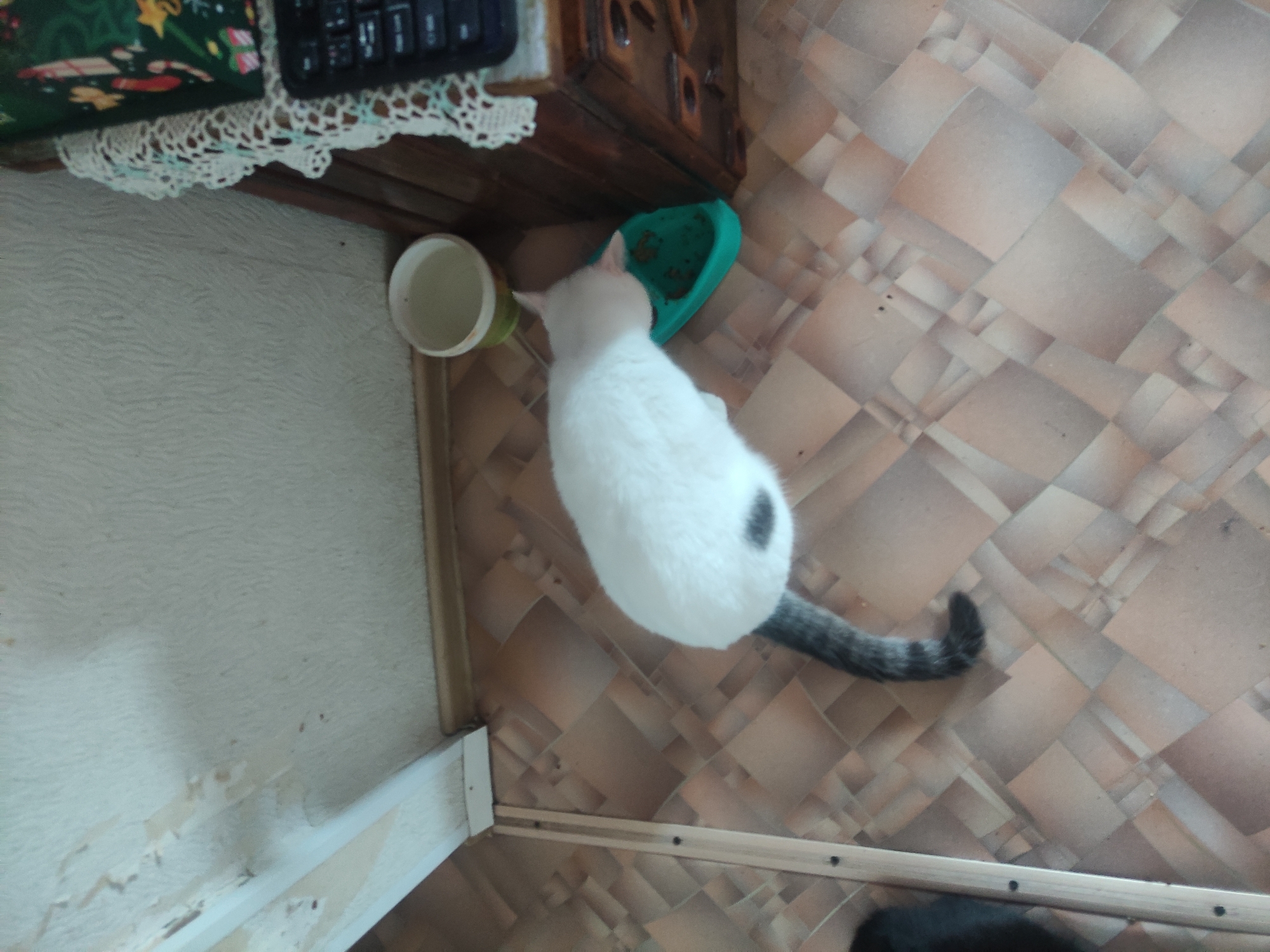 A top-down view shows a white cat with a gray tail eating from a green bowl next to a tan-colored cup. The bowl and cup are positioned near a dark wooden cabinet with ornamental details. A computer keyboard is visible on the cabinet's surface. The background features a patterned linoleum floor and a textured, off-white wall with peeling paint. The location is Pavlodar, Kazakhstan.
