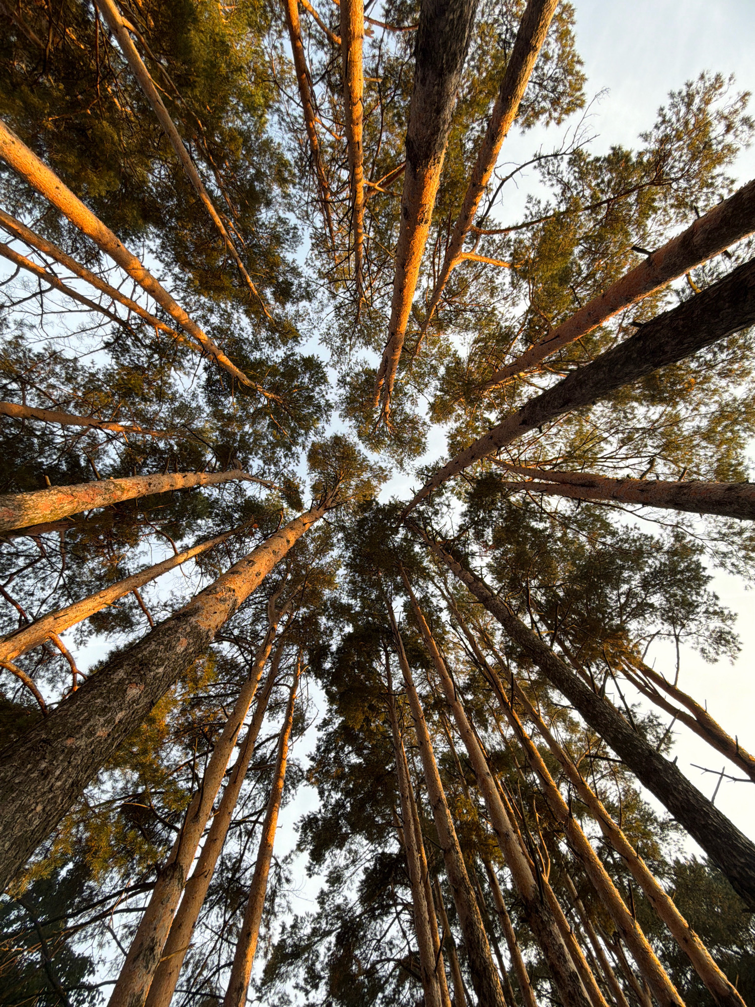 This is a low-angle, full shot of a dense pine forest. The trees are tall and slender, with rough, textured bark. Sunlight filters through the branches, casting a warm, golden glow on the trunks. The canopy is a mix of green needles and bare branches, creating a layered effect against the pale blue sky. The perspective creates a sense of being immersed in the forest, looking straight up towards the sky. The location is the city of Chaikovsky, Russia. There are no people or animals visible in the image.