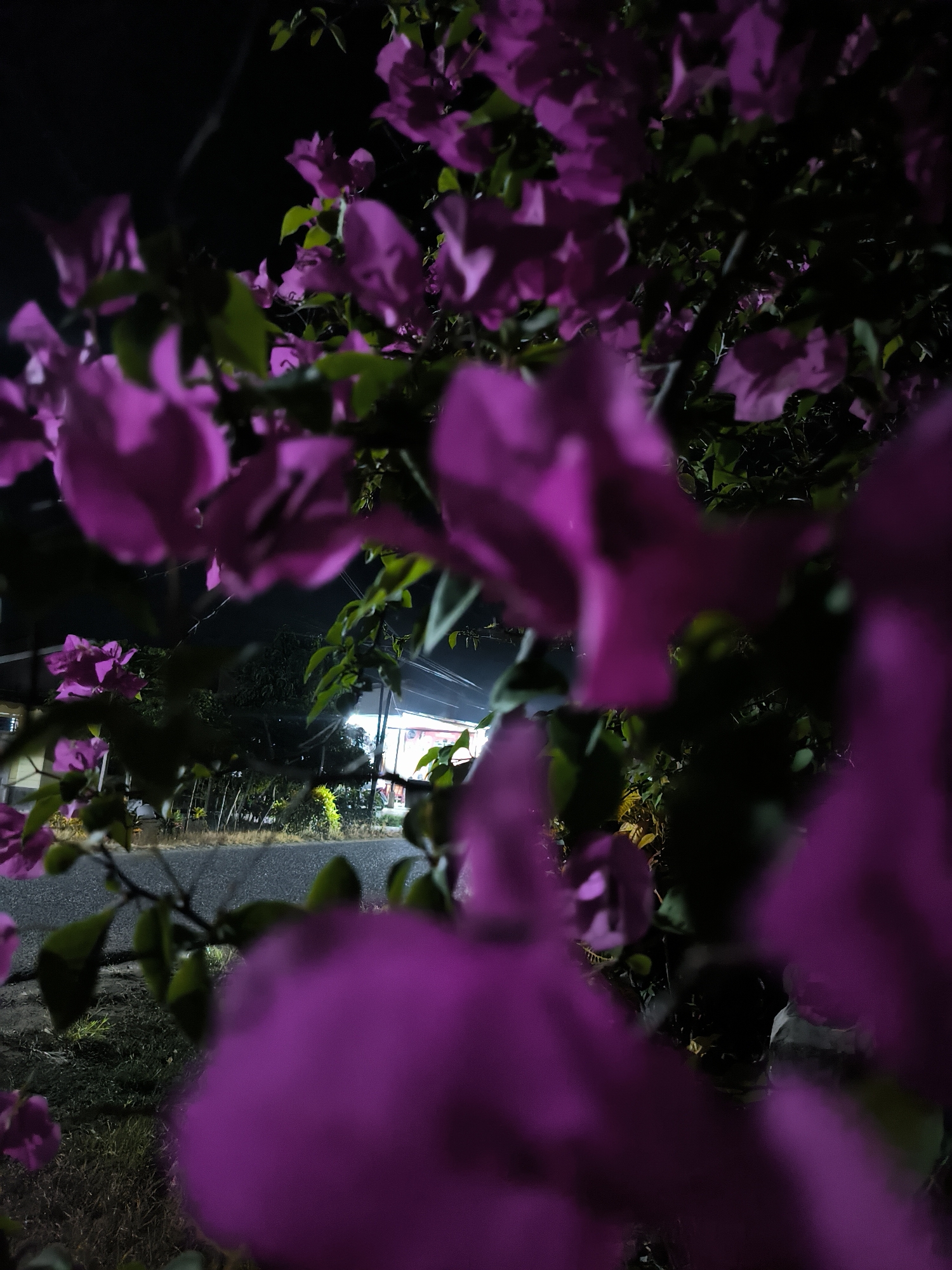 The image, likely taken at night in Merbopuntong, Indonesia, shows a street scene partially obscured by out-of-focus pink bougainvillea flowers. The flowers are in the foreground, their color and form only partially defined. Behind the flowers, a dark road stretches into the distance, flanked by vegetation. A single-story building can be seen in the background, illuminated by artificial lighting. The overall impression is of a residential street corner at night, viewed through the lens of a nearby flowering plant.