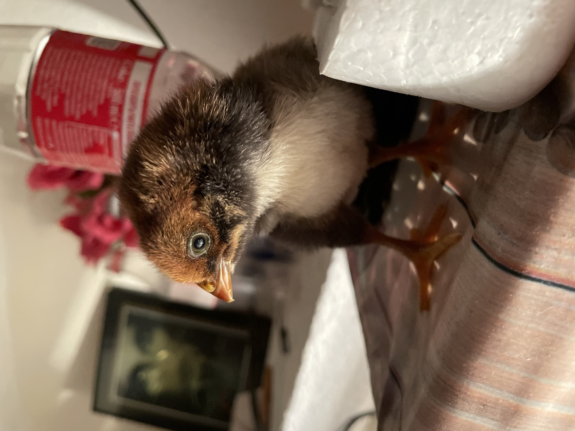 A close-up photograph shows a young chick with mottled brown and white plumage. The chick is standing on a surface with a striped pattern. A clear plastic bottle with a red label is partially visible behind the chick, and a piece of white styrofoam is adjacent to it. A dark framed picture is visible in the blurred background, along with some pink flowers. There is no clear evidence to suggest the photo was taken in Zlatograd, Bulgaria.