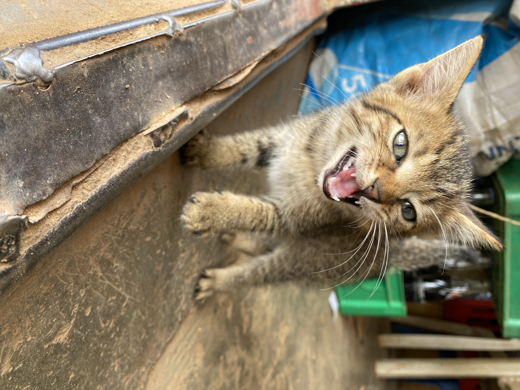 An eye-level close-up captures a small, short-haired tabby kitten with a dynamic expression, its mouth wide open, revealing tiny teeth and a pink tongue. The kitten has light green eyes that are fixed on the viewer and prominent white whiskers fanned out. Its fur displays classic tabby patterns with shades of brown, grey, and black stripes and spots. Its front paws are visible, suggesting it's standing or crouching.
The setting appears to be a dusty, possibly semi-outdoor or functional area in Vom, Nigeria. In the upper left and extending across the top of the frame, a dark, worn metallic or wooden structure, possibly part of machinery or a wall, is visible, coated in dust and featuring visible welds or fasteners. The ground beneath the kitten also appears dusty. In the background to the right, a bright blue plastic bag or tarp is partially visible, bearing obscured white text where "UNIN" can be deciphered. Below and to the right of the kitten, a part of a green plastic crate or container is also visible. The lighting is natural, suggesting daytime. The kitten's open mouth and direct gaze could indicate a meow, a hiss, or a playful growl, adding a lively and engaging element to the scene.