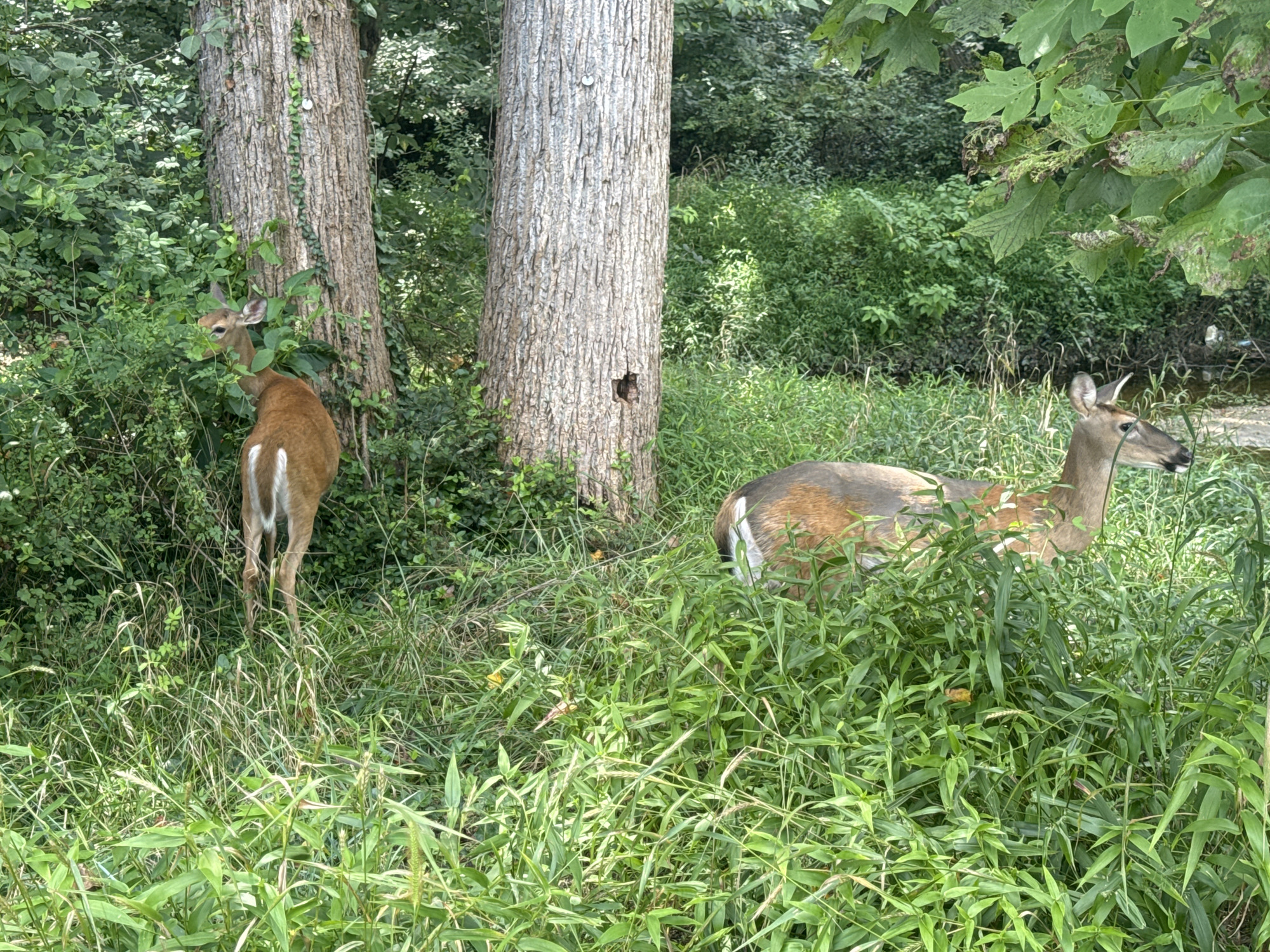 Two white-tailed deer are in a wooded area with thick green foliage and two large trees. The deer are a light brown color with white markings on their backsides. One deer is facing left and looking back over its shoulder, its head partially obscured by leaves. The other deer is facing right and looking forward, its head and neck visible above the grass. The trees have rough bark and are surrounded by dense undergrowth. The scene appears to be a natural environment within Oakton, United States of America.