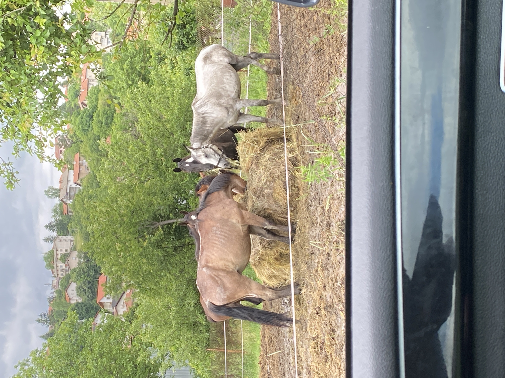 The image presents a rural or semi-rural scene in Bankya, Bulgaria, viewed from inside a vehicle, with a black car door frame partially obscuring the right side. Two horses are the central subjects, standing around a large hay bale and actively eating from it. One horse, positioned to the right, is a light grey or dapple-grey. To its left, a brown or bay horse with a dark mane and tail is also feeding from the bale. The head of a third, darker horse is partially visible behind the grey horse.
The ground around the horses consists of dry earth and sparse patches of green grass, enclosed by a wire fence. The background is dominated by lush green trees and bushes. Beyond the dense foliage, several houses with light-colored facades and distinct red or orange tiled roofs are visible, suggesting a village or residential area on a gentle slope. The sky overhead is overcast, indicating a cloudy daytime. A faint, dark reflection, possibly of a human hand or arm, is visible within the car window on the far right. No text is visible in the image.