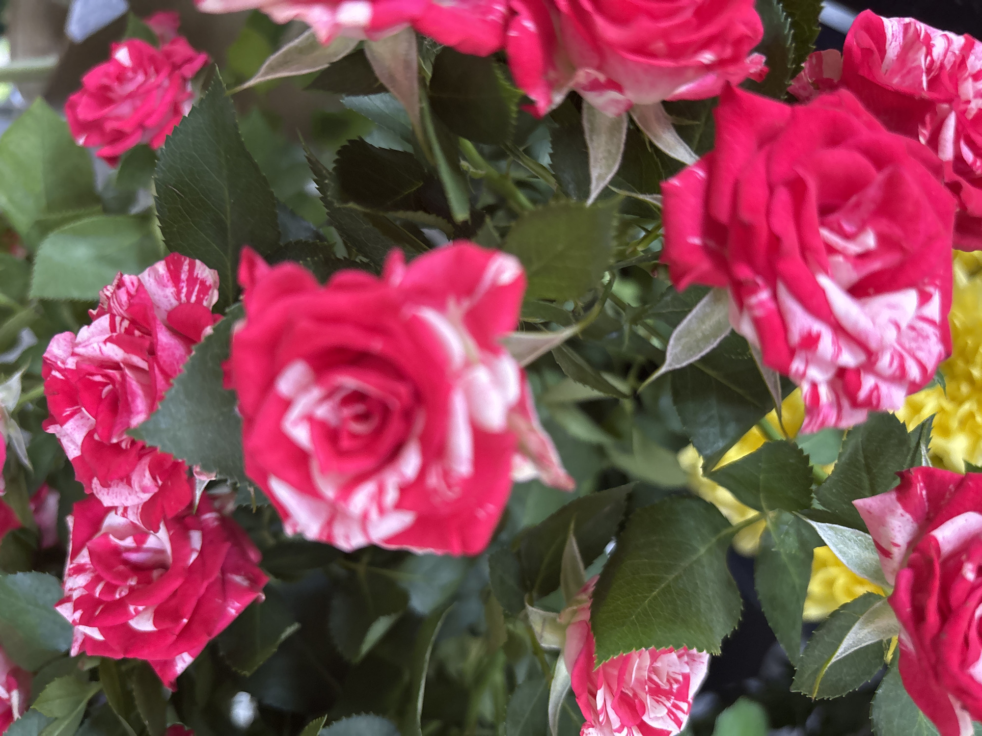 A close-up, eye-level, vertical shot captures a cluster of variegated pink and white roses against a dark green leafy background. The roses display prominent stripes of deep pink and white, with some petals showing a more blended pattern. Several roses are in bloom, revealing their layered petals, while others are still forming buds. The focus is primarily on the roses, with the leaves serving as a backdrop. The lighting appears to be natural and diffused, highlighting the vibrant colors and textures of the flowers. The scene is consistent with a garden or a floral arrangement, with no discernible elements indicating a specific urban location like Sofia, Bulgaria, or any human presence.