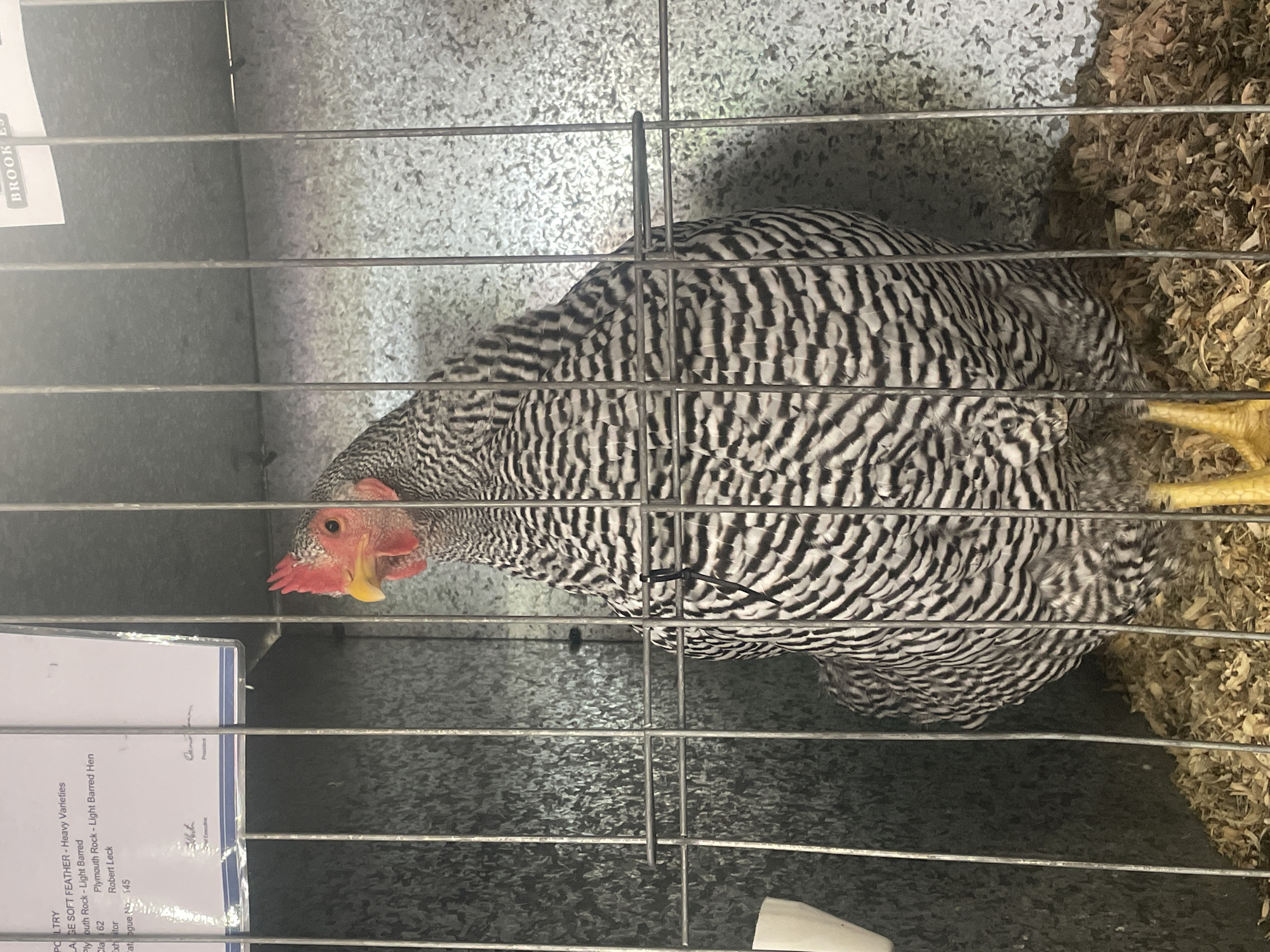 A barred Plymouth Rock hen is presented in a metal cage filled with wood shavings. The hen, with its distinct black and white striped plumage, faces left with its head turned towards the camera. Its comb and wattles are a vibrant red, and its beak is yellow. A small white tag or label is visible to the left of the hen. The cage is constructed of metal bars and has a corrugated metal back wall. The background also features part of a white paper sign with text, including "POULTRY", "PLYMOUTH ROCK - Light Barred", and "Robert Leck". The overall environment suggests a poultry exhibition or agricultural show. The location is in Bowen Hills, Australia, as indicated by the text on the sign.