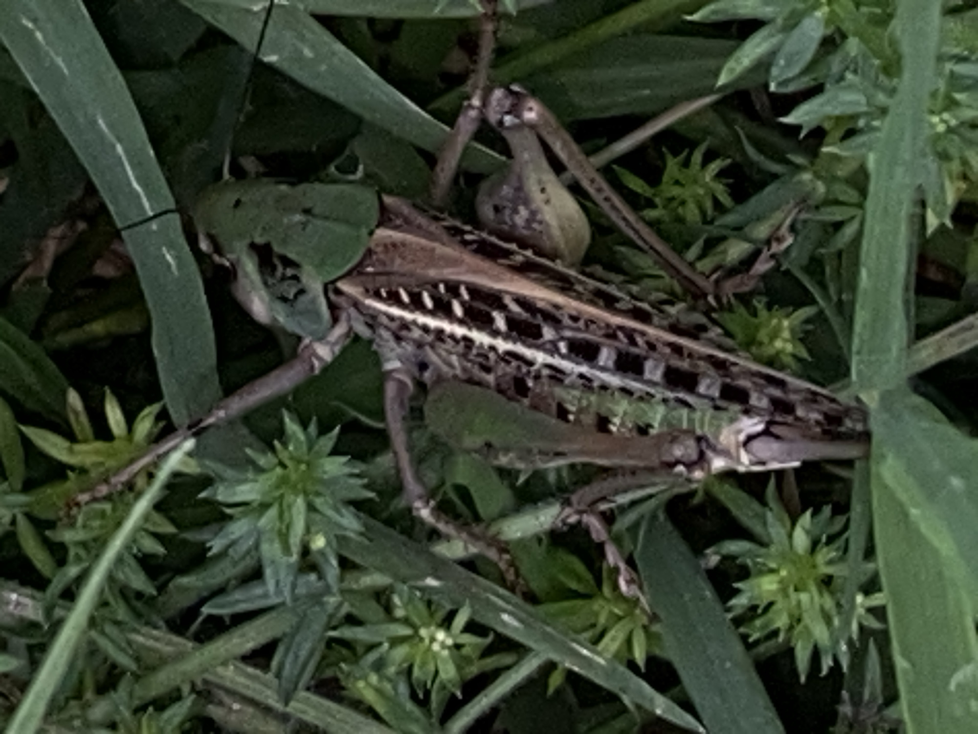A close-up, overhead view shows a large insect, likely a grasshopper, resting among lush green foliage and blades of grass. The insect, with its textured brown and green exoskeleton, is positioned diagonally across the frame. Its wings are folded, revealing intricate patterns. Several slender, brown legs are visible, along with parts of its head and antennae. The surrounding vegetation consists of thin, pointed leaves and broader grass blades, creating a dense, natural environment. The lighting suggests an outdoor setting, possibly during the day. There is no indication of human presence or specific location within Cairaclia, Moldova.