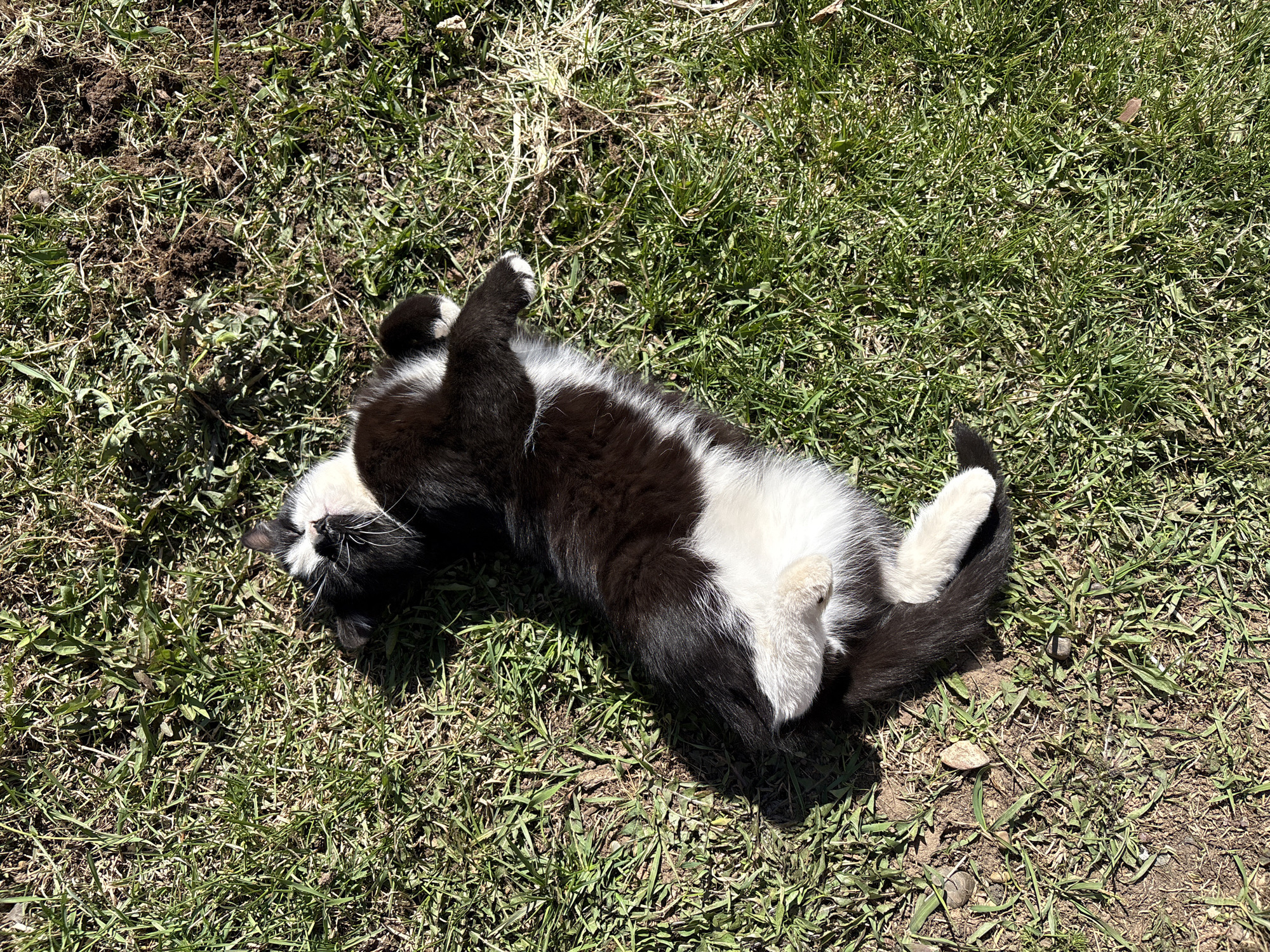 A black and white cat lies on its back in a patch of grass. The cat has a white belly and paws, and black fur on its back and head. The grass is green and slightly patchy, with some bare dirt visible. The location is Альняш, Russia.