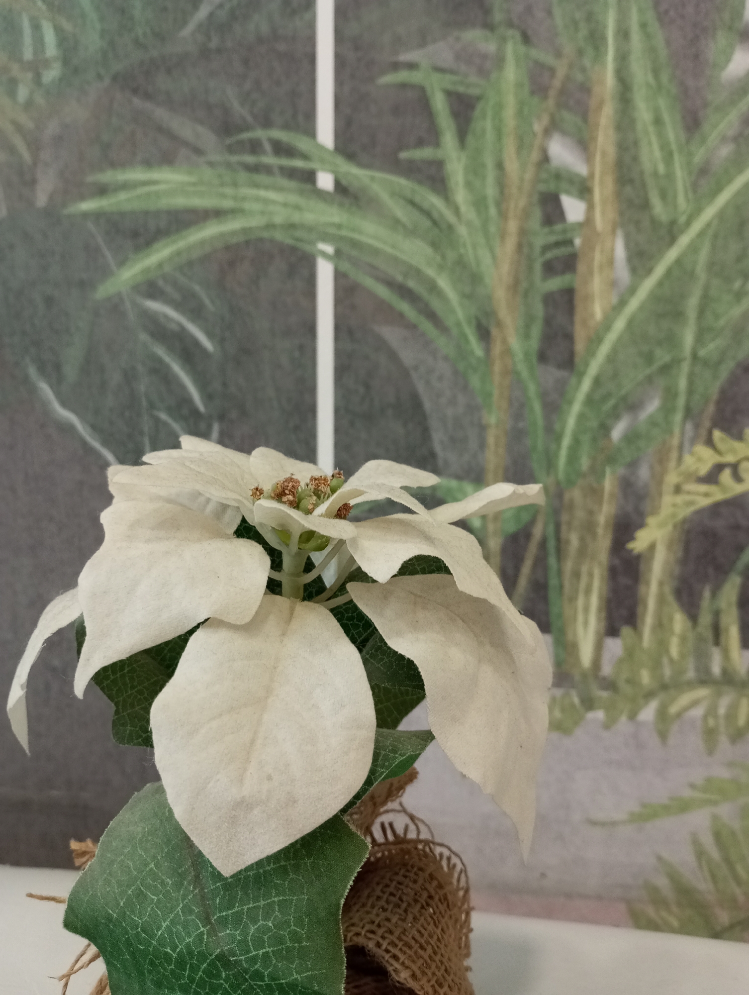 A close-up shot features a white poinsettia plant wrapped in burlap. The plant has white bracts and green leaves. Behind the poinsettia is a blurred background of green foliage on a wall covering that gives the illusion of being outside. There is no indication of location in Izhevsk, Russia, or any people present.