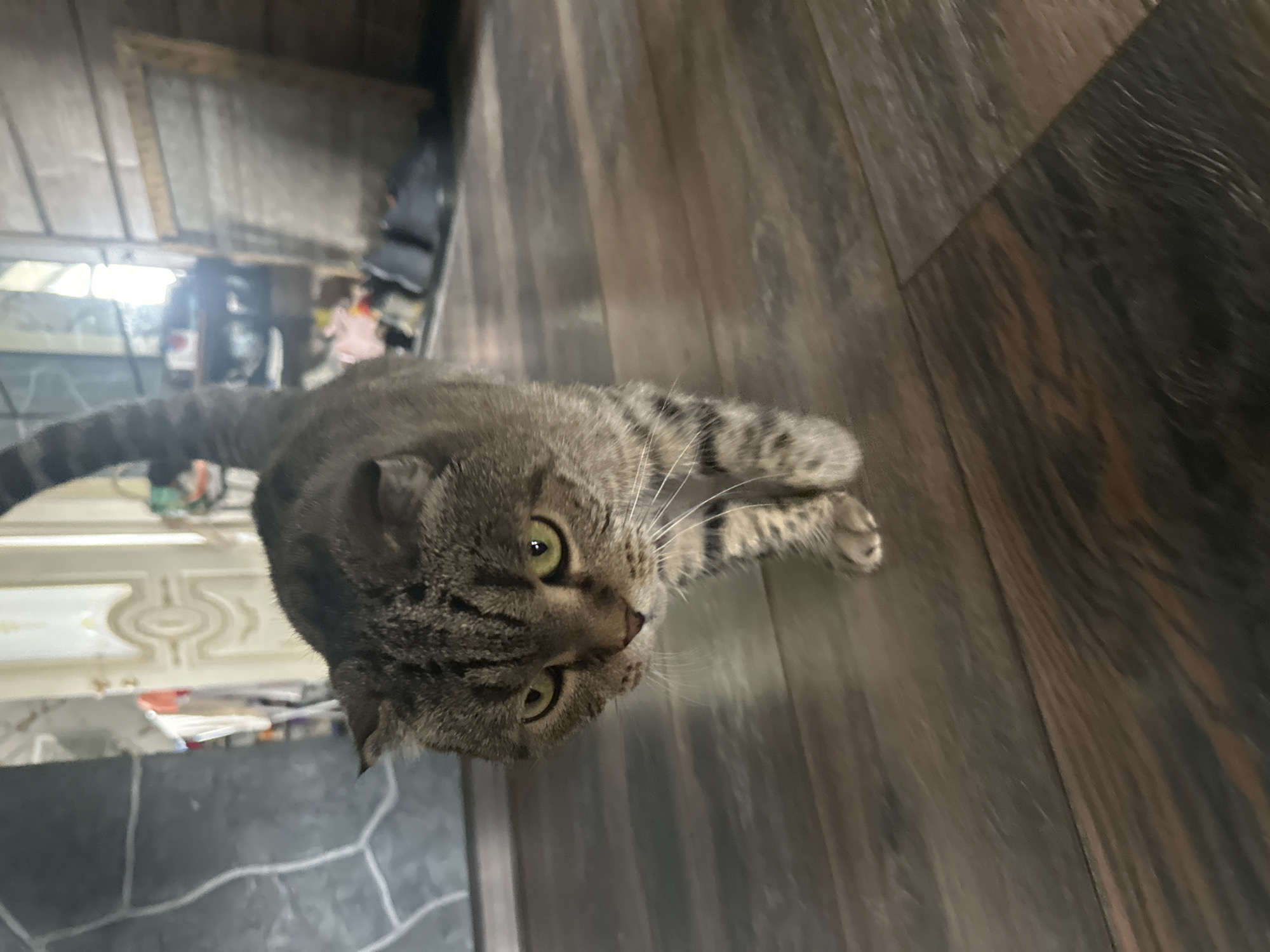 A grey tabby cat with green eyes walks on a dark wooden floor. The cat is in the foreground, facing the camera. In the background, there is a white door with intricate carvings, a grey stone wall, and shelves filled with various items. A wooden frame leans against a wooden wall on the right side of the image. The scene appears to be indoors, likely in a residential setting. The location within the city of Virki, Russia, is not determinable from the visual information provided.