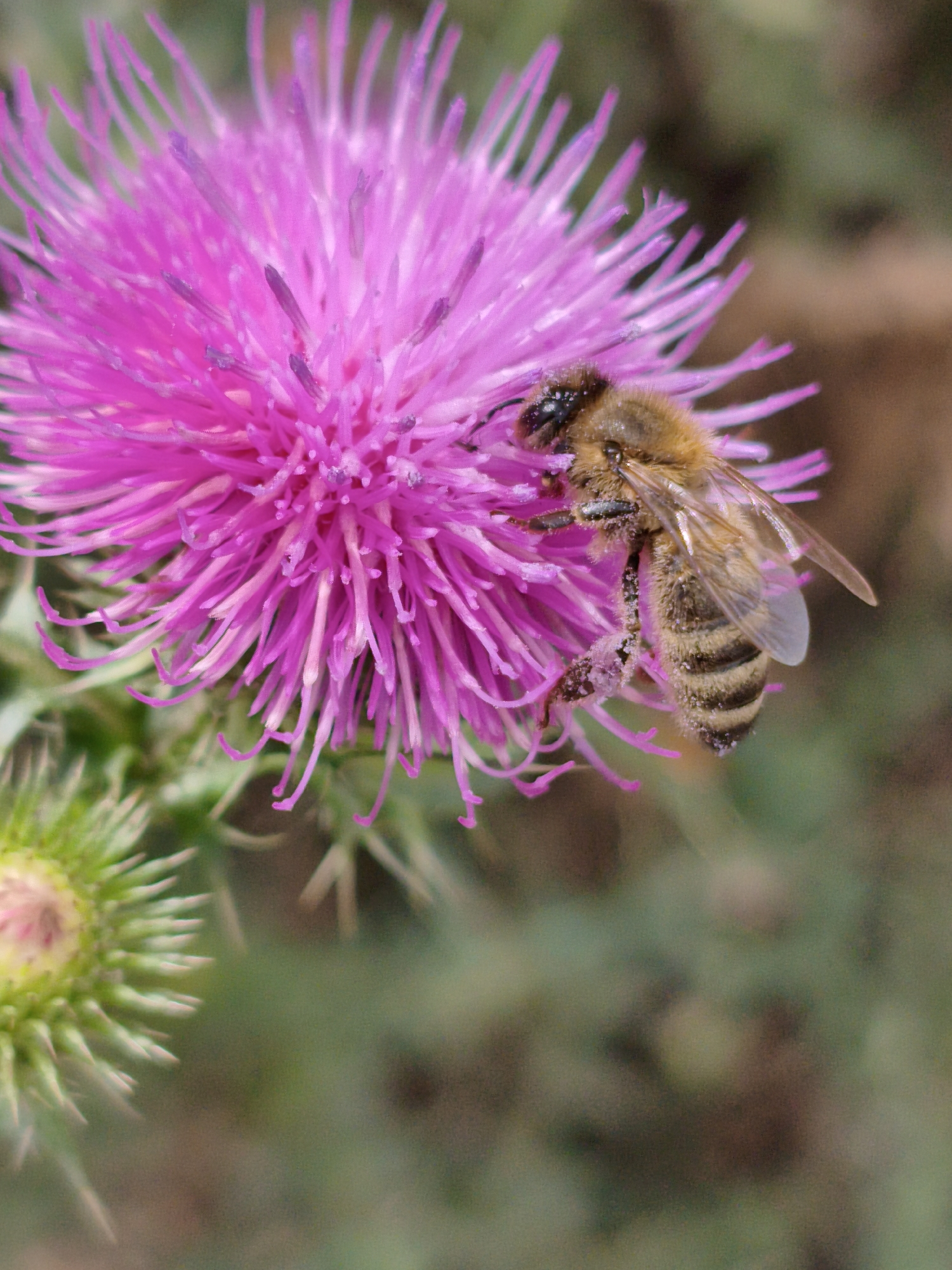 A macro photograph captures a bee on a vibrant pink thistle flower. The bee, positioned on the right side of the flower, is seen from a side-rear angle. Its body exhibits characteristic yellow and black banding, and its wings are partially visible. The bee appears to be actively foraging or resting on the flower's spiky petals. In the background, the environment is softly blurred, indicating a shallow depth of field, with hints of green foliage and brown earth tones. To the left of the main flower, a smaller, less developed bud of the same thistle species is visible, also appearing prickly and green with a hint of pink at its center. The overall lighting suggests an outdoor, natural setting, likely during daylight. The image does not contain any elements that would place it in a specific location within Ustyvytsia, Ukraine.