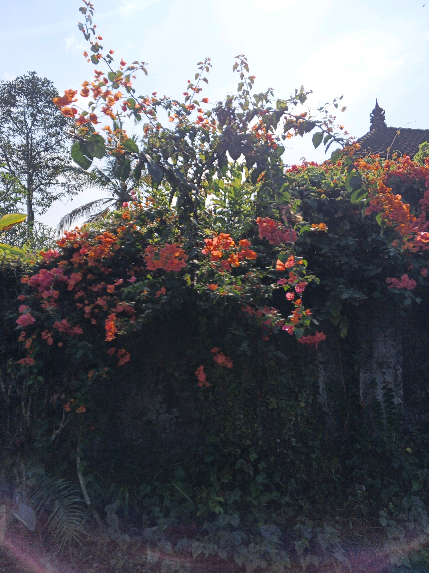An overgrowth of vibrant orange and pink bougainvillea flowers cascades down a textured, dark stone wall. The wall is partially covered in dark green ivy and foliage. To the left of the wall, a tall, dark-barked tree with dense, dark green foliage stands silhouetted against a bright, hazy sky. Behind the bougainvillea and to the right, a dark, tiled roof with a decorative, pointed finial is visible, hinting at a building structure. Palm fronds can be seen peeking through the bougainvillea, suggesting a tropical or subtropical environment. The lighting is bright, with the sun creating a hazy glow through the foliage. The lower portion of the image shows more lush, dark green ground cover and some lighter green ferns.