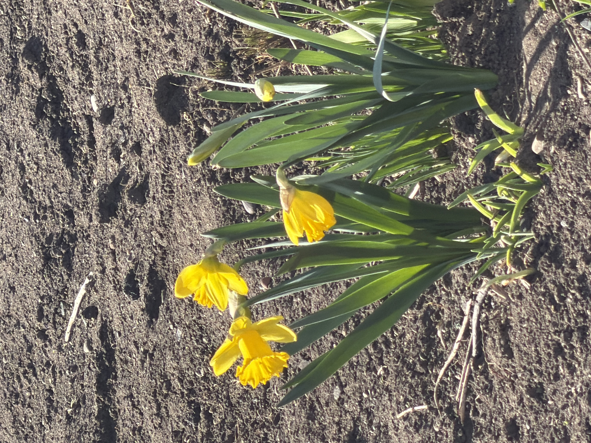 The image shows a close-up view of daffodil flowers in a garden bed. Three yellow daffodil blooms are visible, along with several green leaves and unopened buds. The flowers are growing in dark brown soil, likely in the city of Chaikovsky, Russia. Some dry plant debris is scattered around the base of the plants. No people are visible. The scene depicts plant growth in a cultivated garden setting.