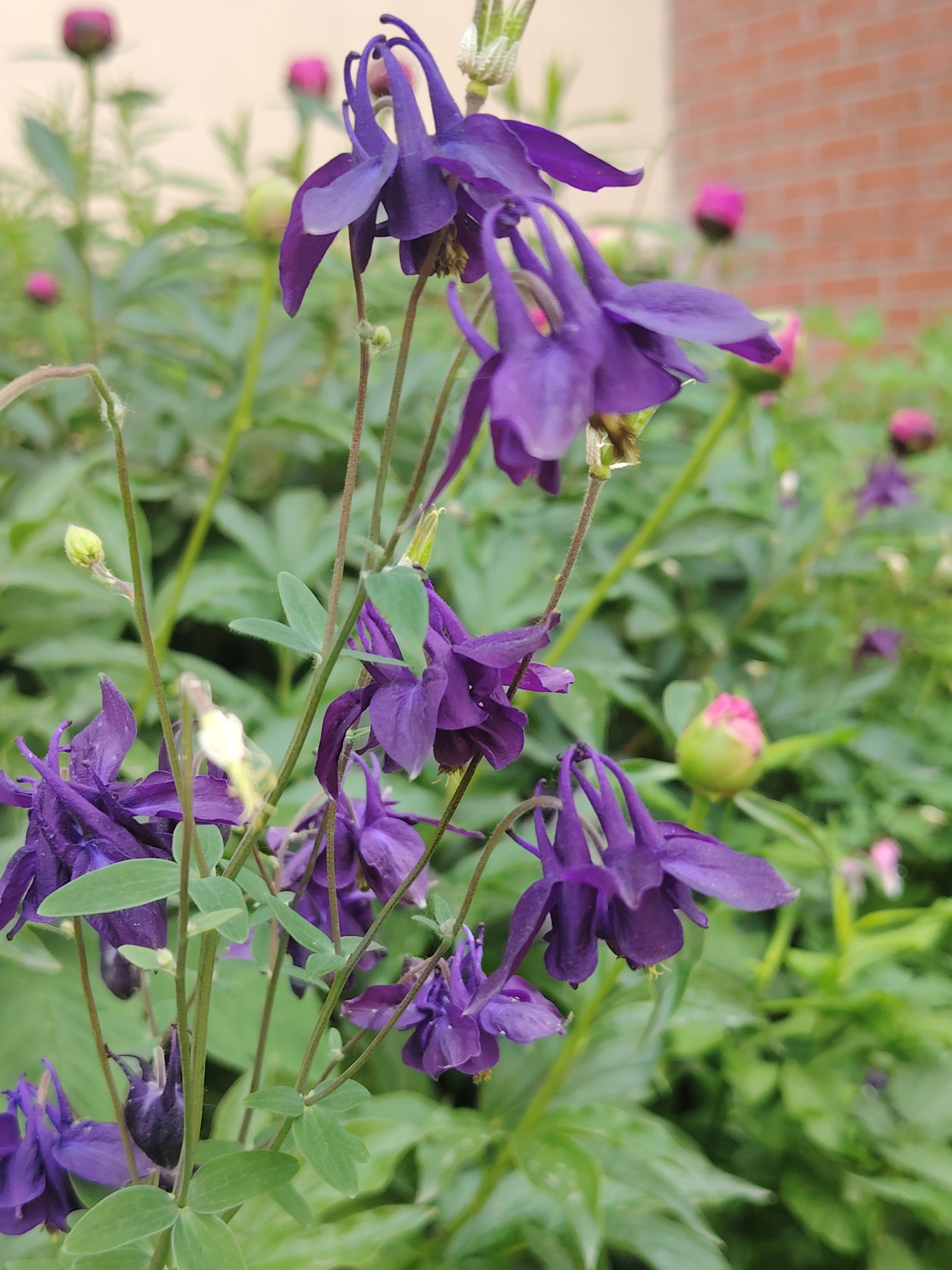 A close-up, eye-level, full outdoor shot focuses on a cluster of deep purple columbine flowers in bloom. The flowers have distinctive spurs and delicate petals, with some in sharp focus and others slightly blurred in the background. Green leaves and stems are interspersed among the flowers, some showing tiny buds. In the middle ground and background, more flowers and buds are visible, including some pink buds that are unfurling. The background is a soft blur of green foliage, a pale beige wall, and a hint of red brick. The lighting appears natural, suggesting an outdoor setting, likely a garden. There are no people or animals present in the image.
