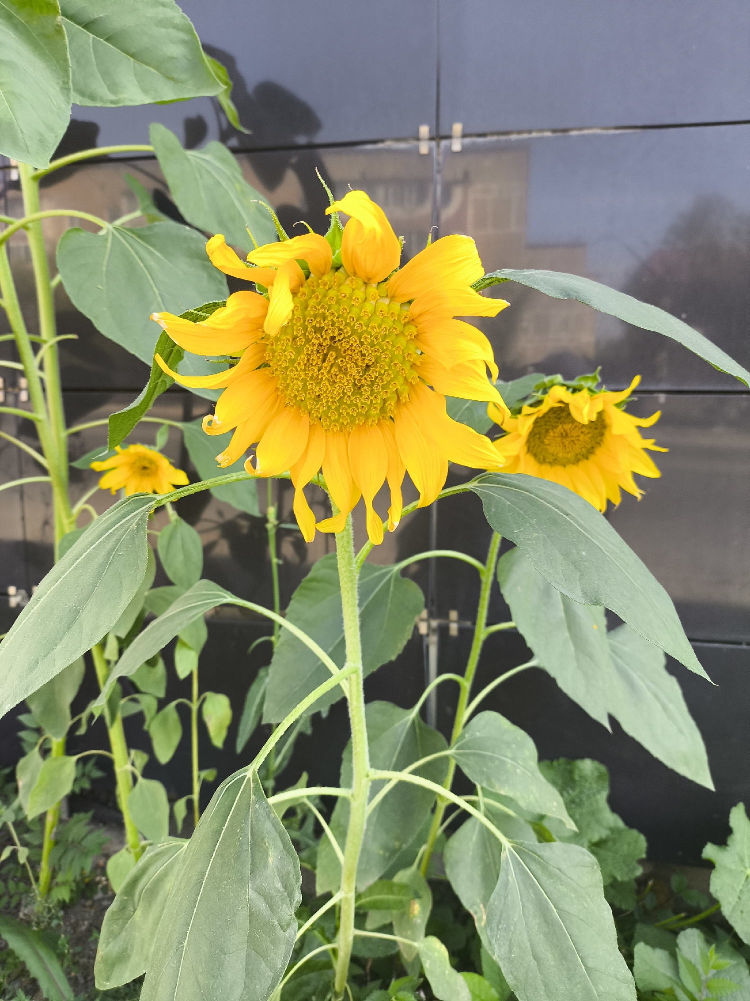 The image shows three sunflowers in front of a dark, tiled wall in the city of Temirtau, Kazakhstan. The largest sunflower is in the foreground, with bright yellow petals and a brown center. Its stem is thick and green, with large, serrated leaves. Behind it, two smaller sunflowers are visible. The one on the left is partially obscured by leaves, while the one on the right is in focus. The background is a dark, reflective wall, possibly made of granite or dark glass tiles. There are also some blurry buildings and trees visible in the reflection on the wall. The ground below the sunflowers appears to be soil and some green vegetation. The overall impression is one of a sunny day with vibrant flowers.