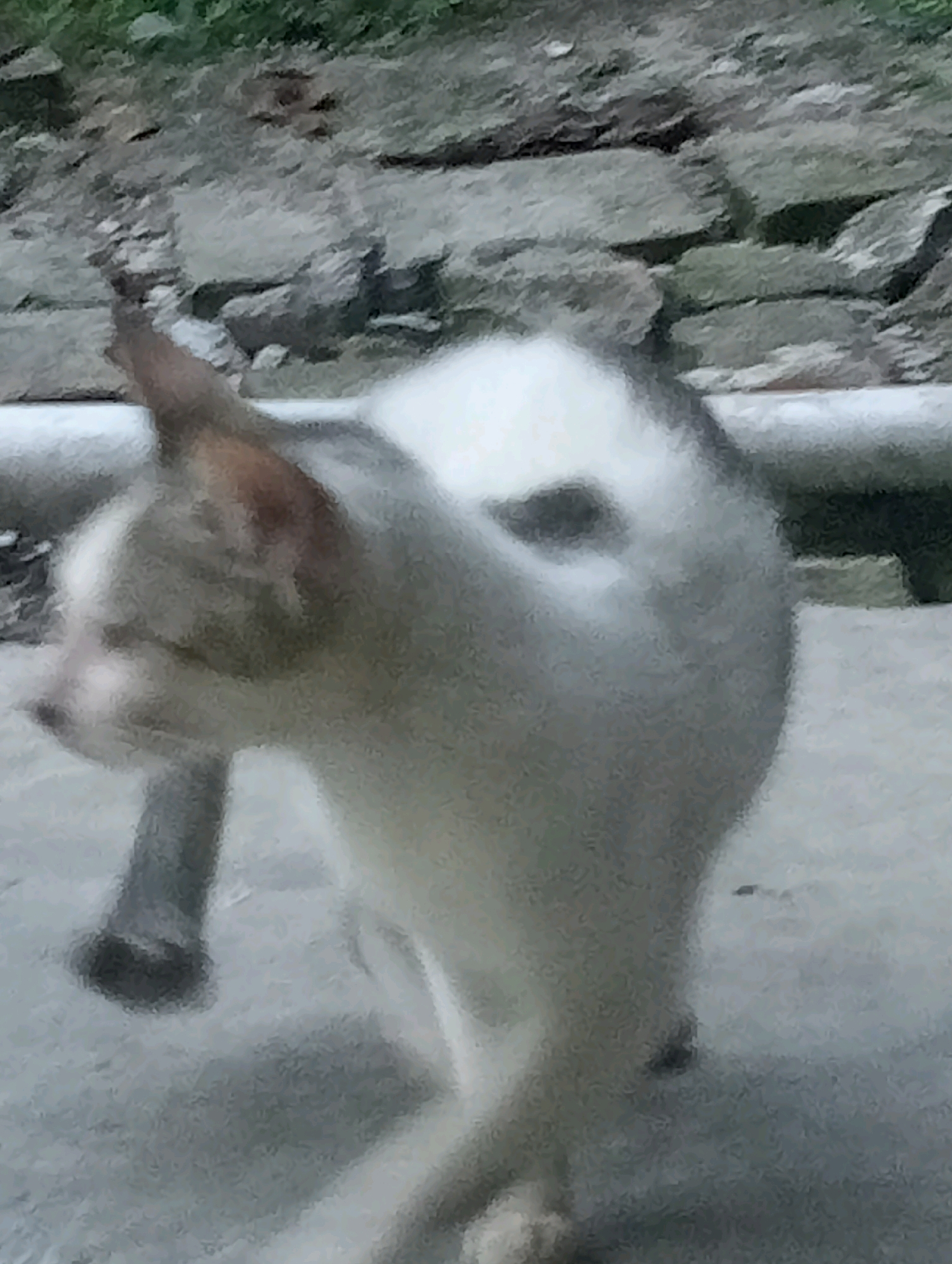 An outdoor, medium shot image shows a medium-sized, white and gray cat standing on a paved surface. The cat is facing to the left and slightly downwards, with its head tilted. It has a dark patch of fur over its left eye, and its ears are pointed upwards. The cat's body is mostly white with gray tabby markings on its head and tail. The background consists of a stone wall and some greenery, with a blurred white pipe running horizontally across the mid-ground. A dark, cylindrical object is visible on the ground in front of the cat. The image appears to be taken in Balige, Indonesia.