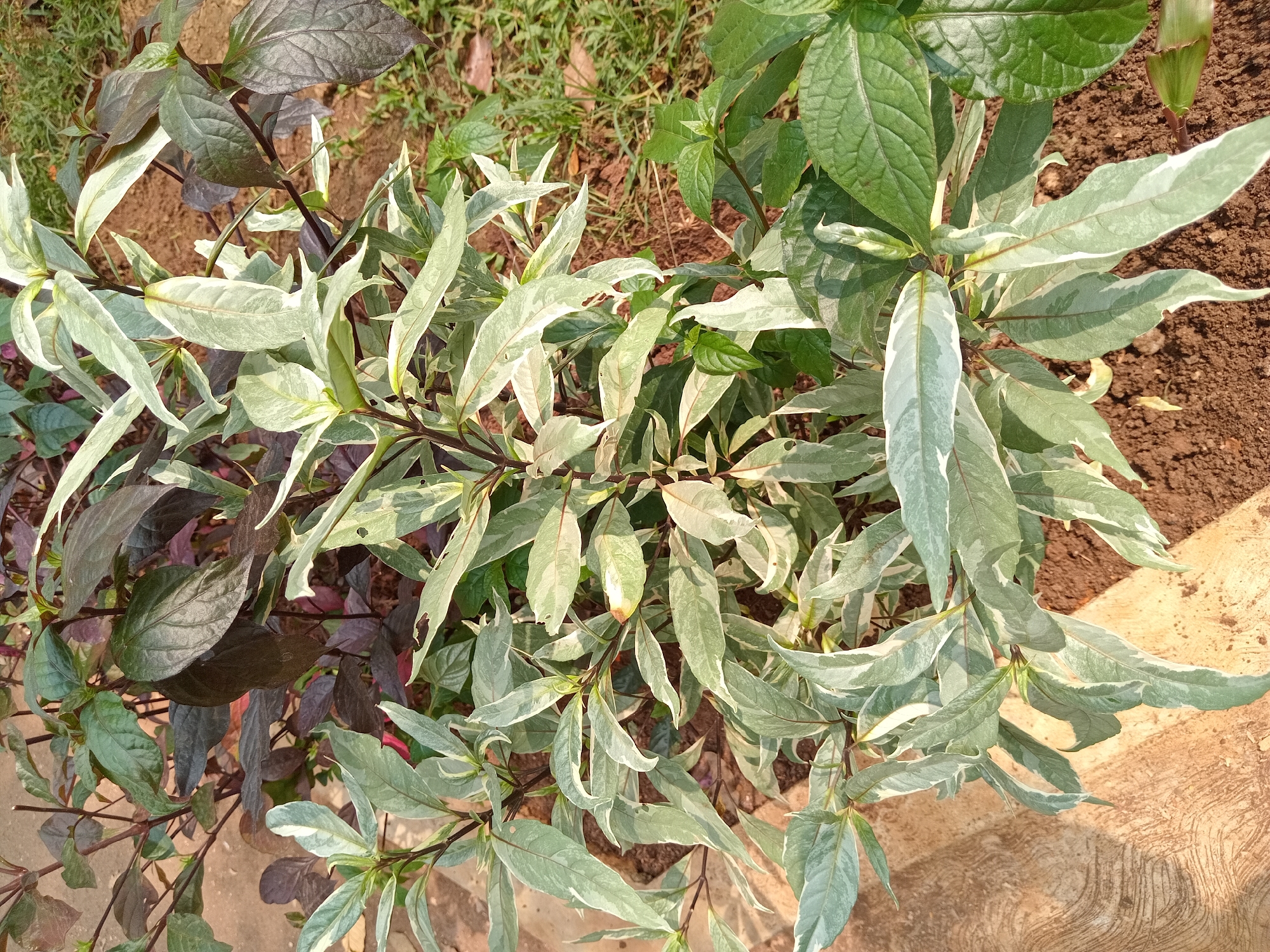 The image shows a close-up, overhead view of a leafy plant with variegated foliage, characterized by patches of light green and white on its leaves. The plant is situated outdoors, with its base planted in dark soil. To the left, a textured, light-colored surface, possibly a sidewalk or patio, is visible. The background consists of dry grass and soil, suggesting a garden or park setting within Depok, Indonesia. The lighting indicates it is daytime, with sunlight illuminating the scene. No people or animals are present.