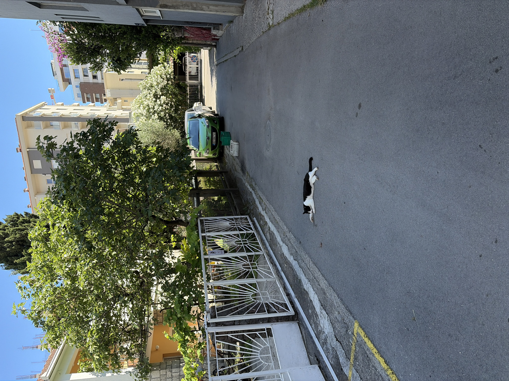 The image captures a quiet residential street scene under bright daylight, likely mid-morning or afternoon given the clear blue sky and strong shadows. The asphalt street runs from the foreground towards the background, slightly curving to the left.
In the foreground, on the right side of the street, a black and white cat is stretched out on its side, resting on the asphalt. Further down the street on the left, a bright green Mazda car is parked, facing away from the viewer. Its license plate, "BD-BW783", is clearly visible. Two plastic crates, one green and one white, are placed on the ground beside the green car. A lighter-colored car is partially visible parked behind it.
On the left side of the street, a decorative white metal gate with sunburst patterns is open, revealing a lush garden area densely filled with trees and bushes, including a large fig tree with broad green leaves dominating the immediate foreground. Behind the vegetation, several multi-story residential buildings are visible. These buildings feature balconies and vary in color, with some having cream, brown, or grey facades. One building showcases pink flowering plants on a balcony. Another structure in the background appears to be under construction, with exposed rebar on its roofline. On the right side of the street, another building façade and some greenery are visible, along with a yellow painted line marking the curb.
The scene depicts a calm moment in a residential area, with no human activity present. The architecture, vegetation, and car license plate (starting with "BD" likely for Budva) are consistent with the provided location context of Budva, Montenegro.
